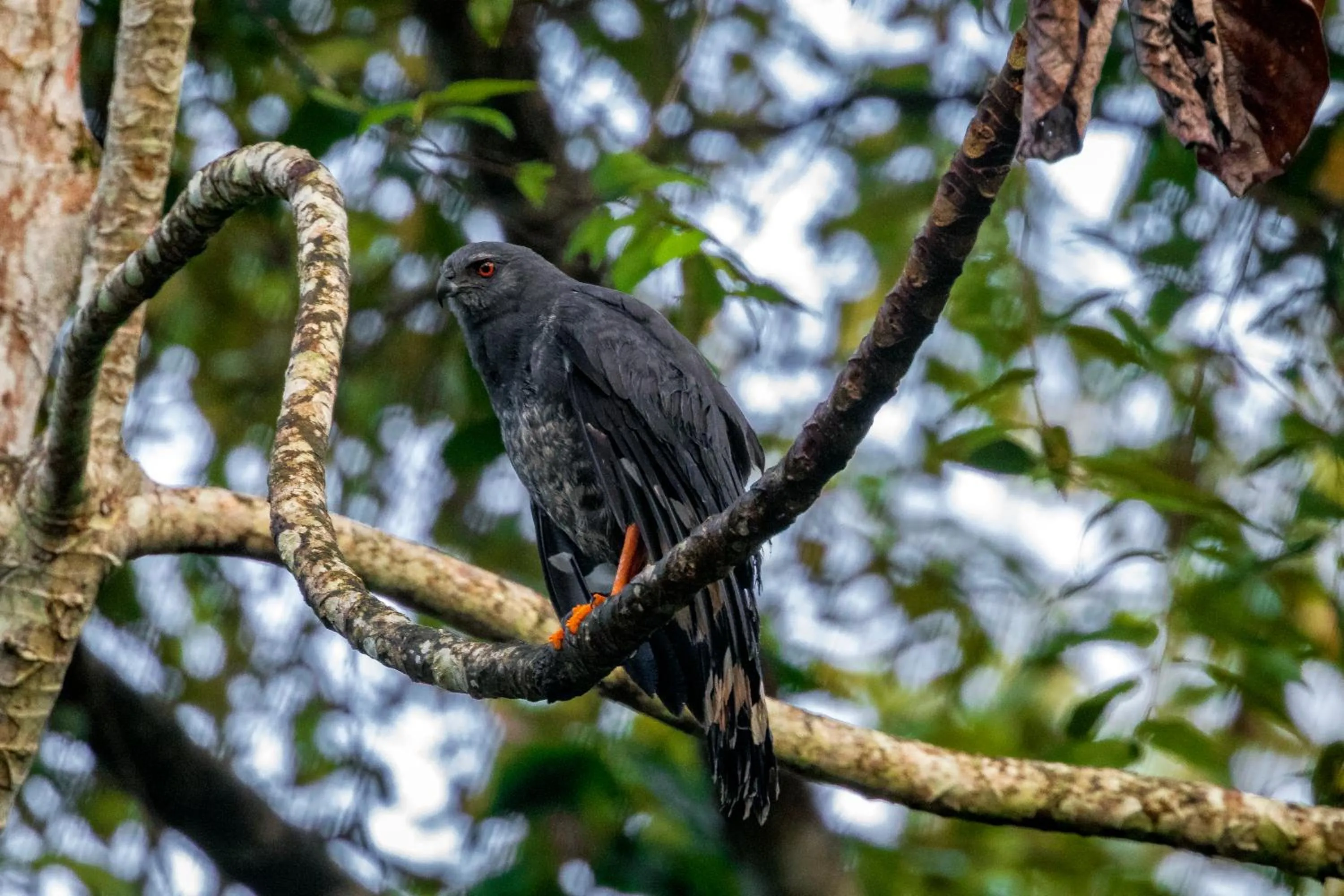 Day in Summit Rainforest Golf Resort & All Inclusive