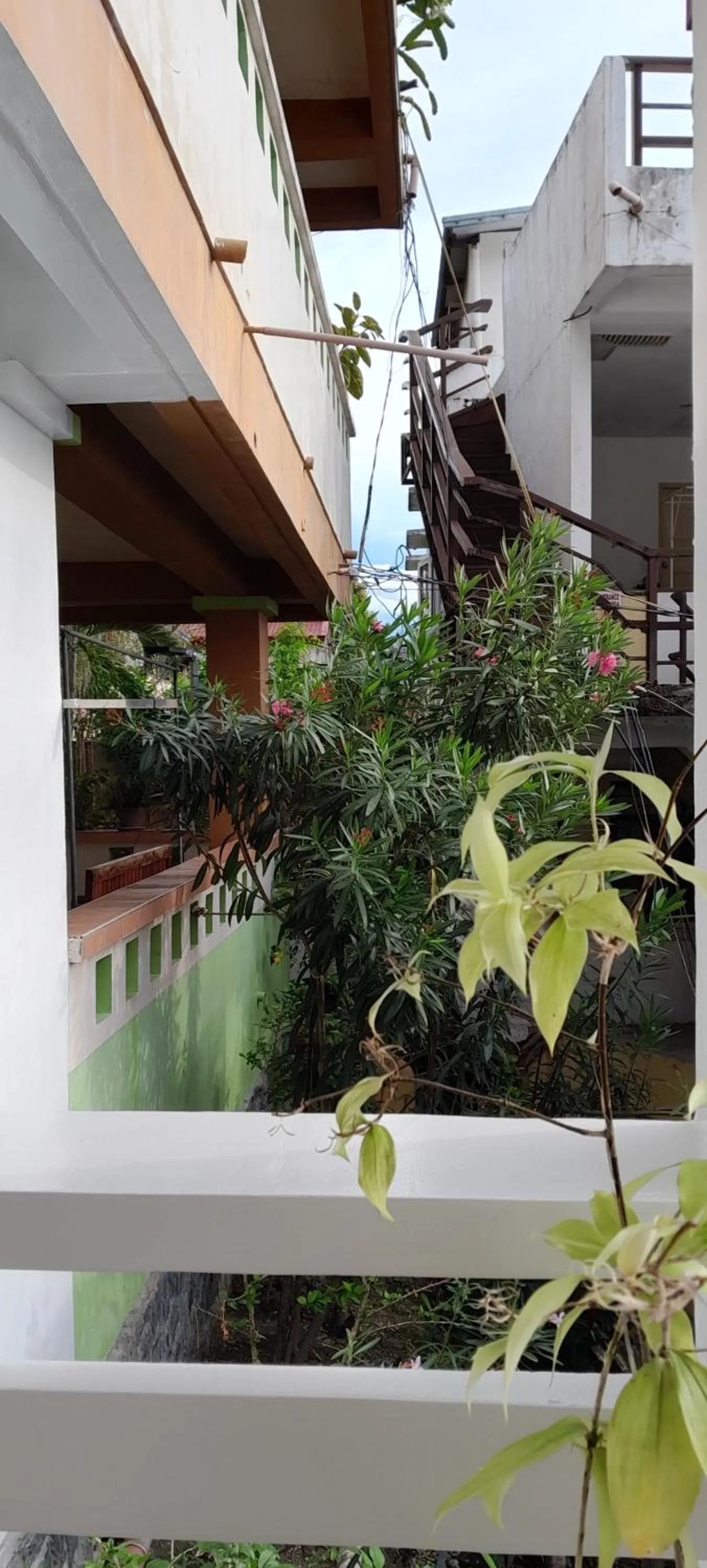 Garden in Reynaldo's Upstairs