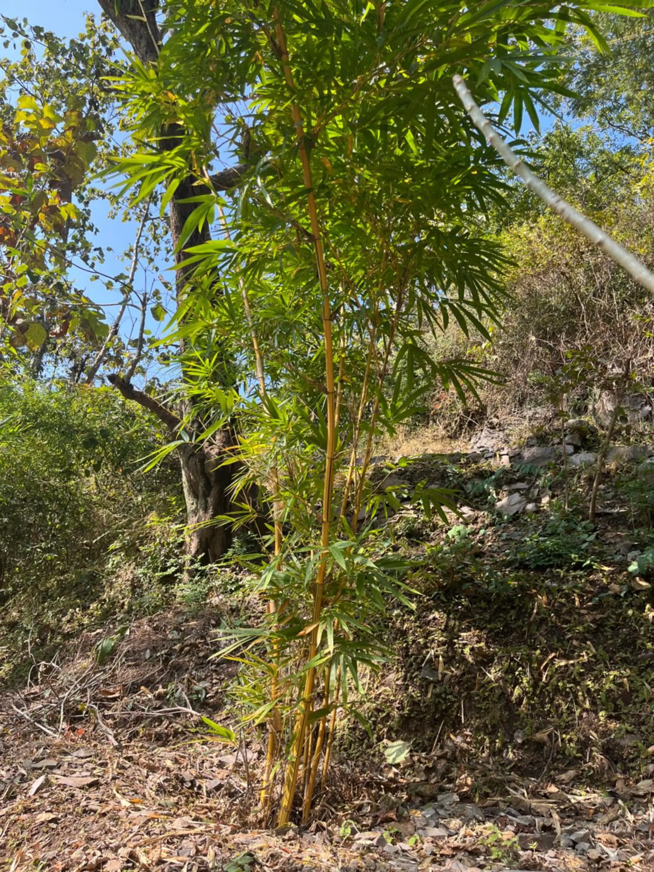 Samira's Birds & Butterflies Park-Spashram Ganga Beach Retreat