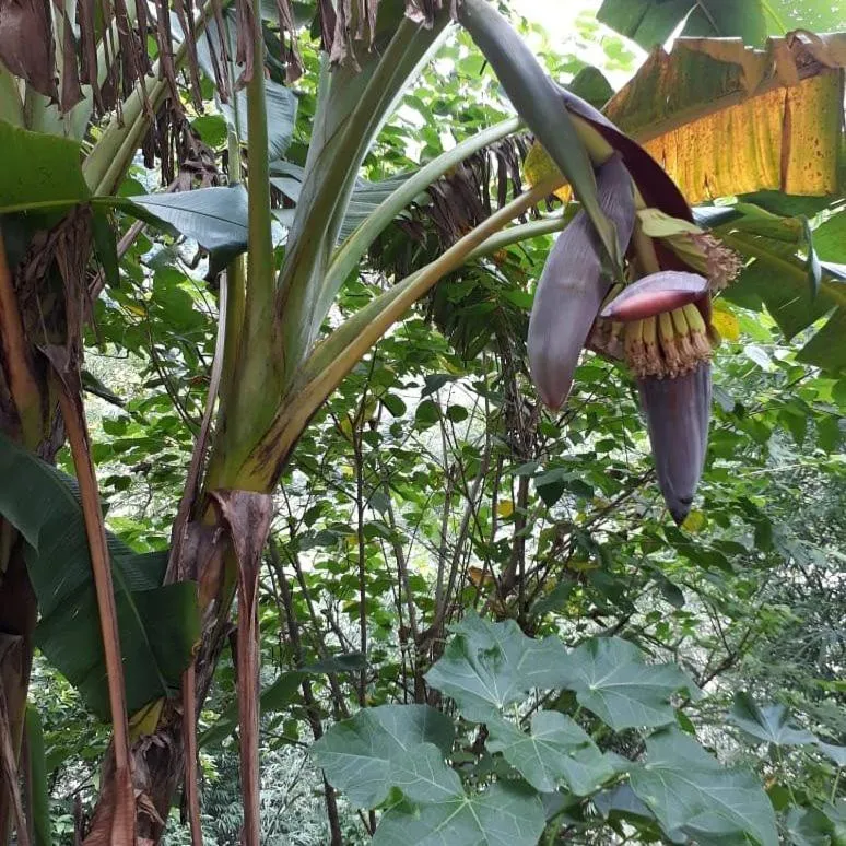 Samira's Birds & Butterflies Park-Spashram Ganga Beach Retreat