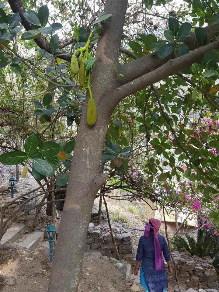 Garden in Samira's Birds & Butterflies Park-Spashram Ganga Beach Retreat