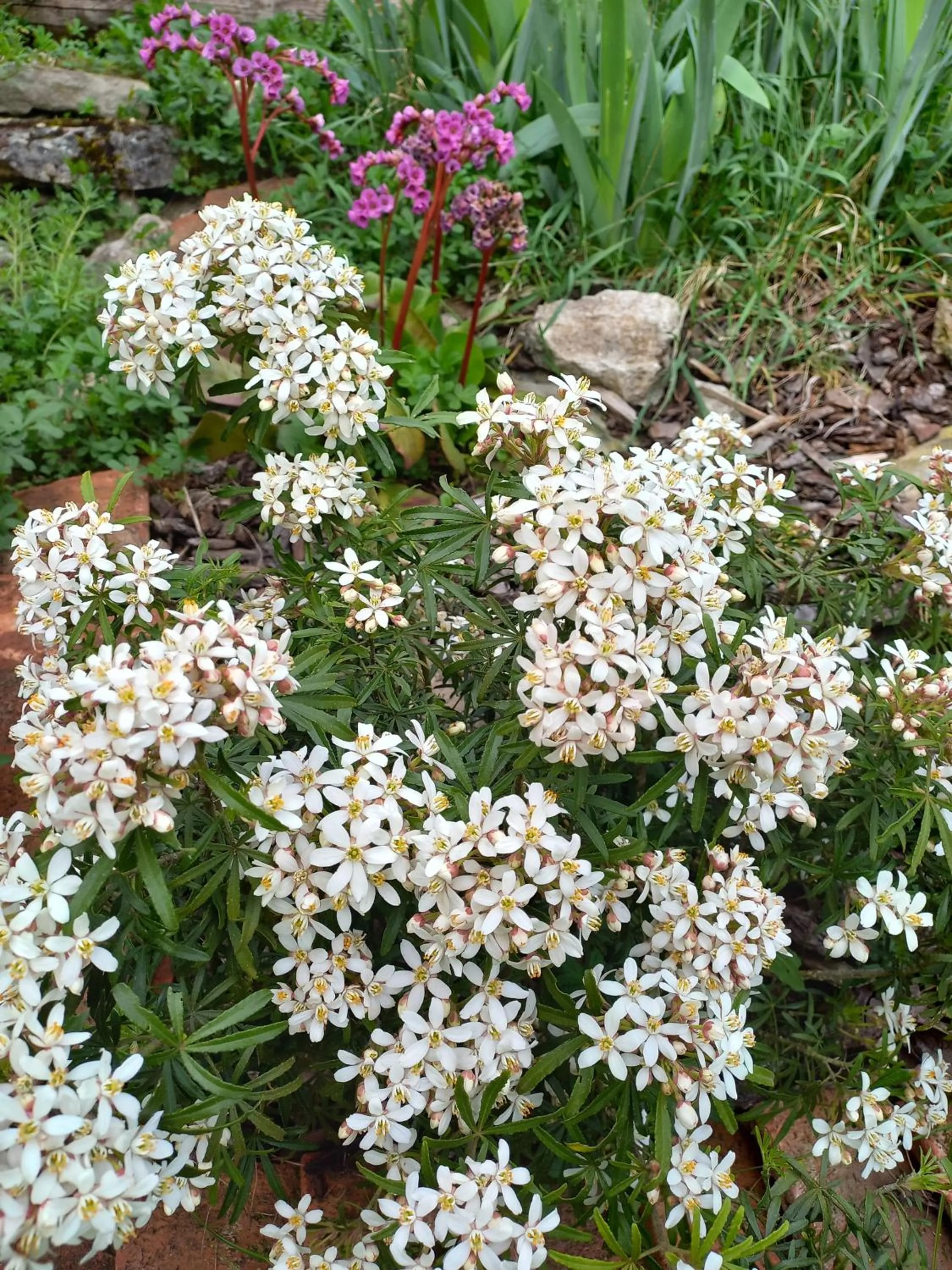 Garden in Chambres d'Hôtes Le Moulin à Epices