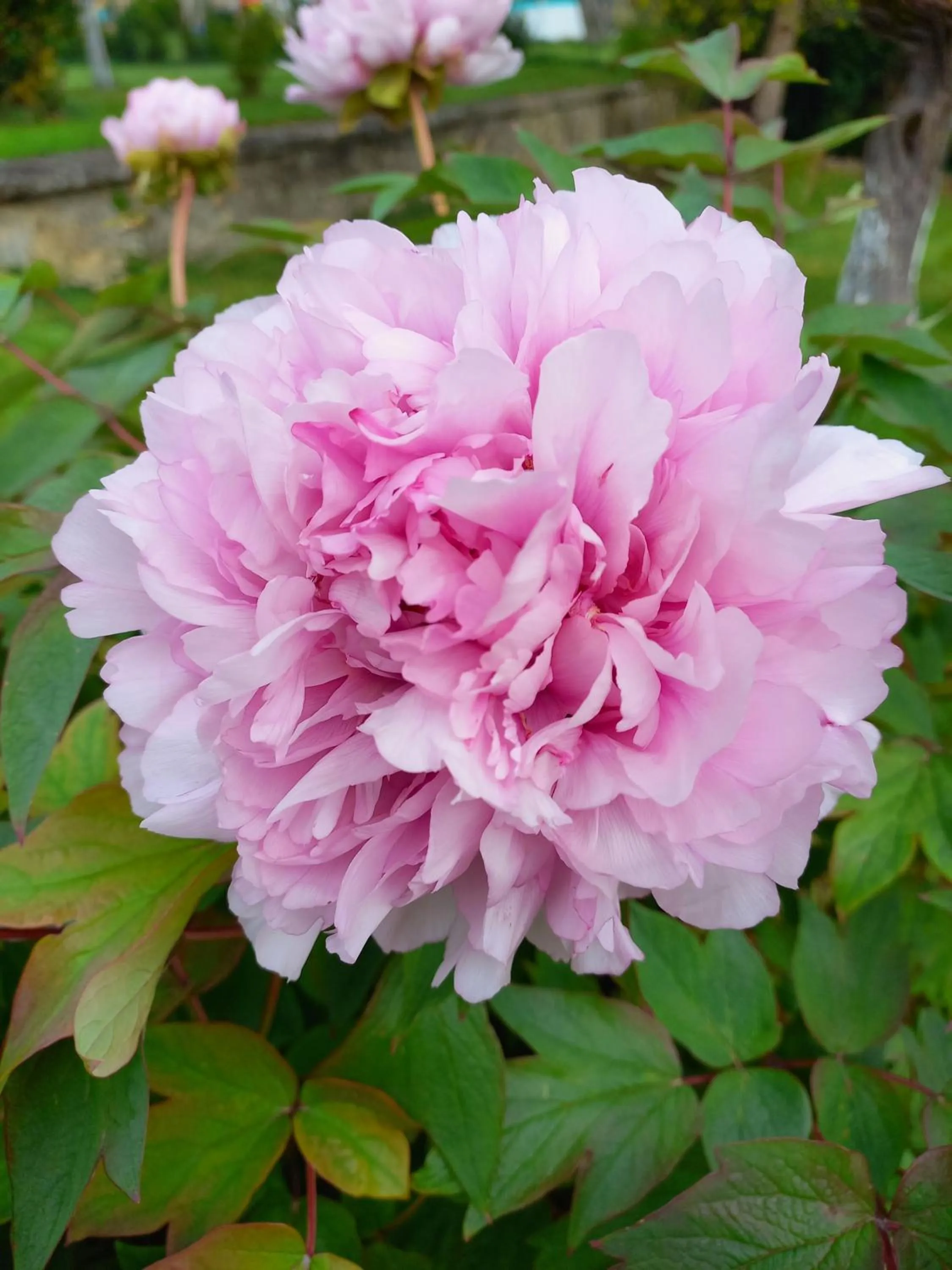Garden view in Chambres d'Hôtes Le Moulin à Epices