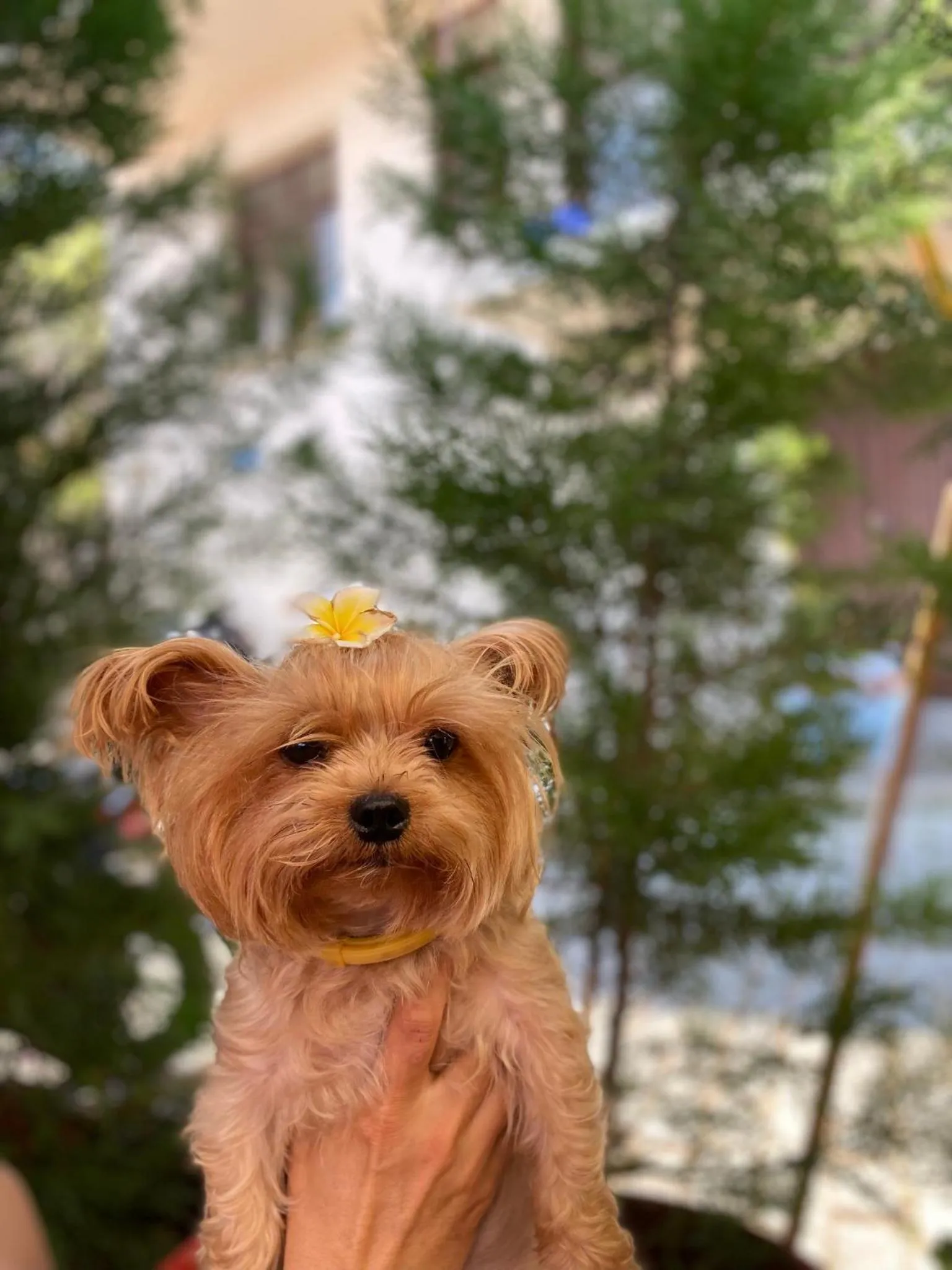 Animals in Harmony Butik Otel