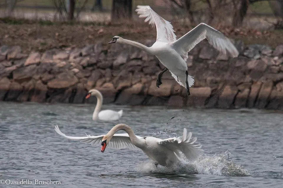 Animals in B&B Relais Cascina al Campaccio