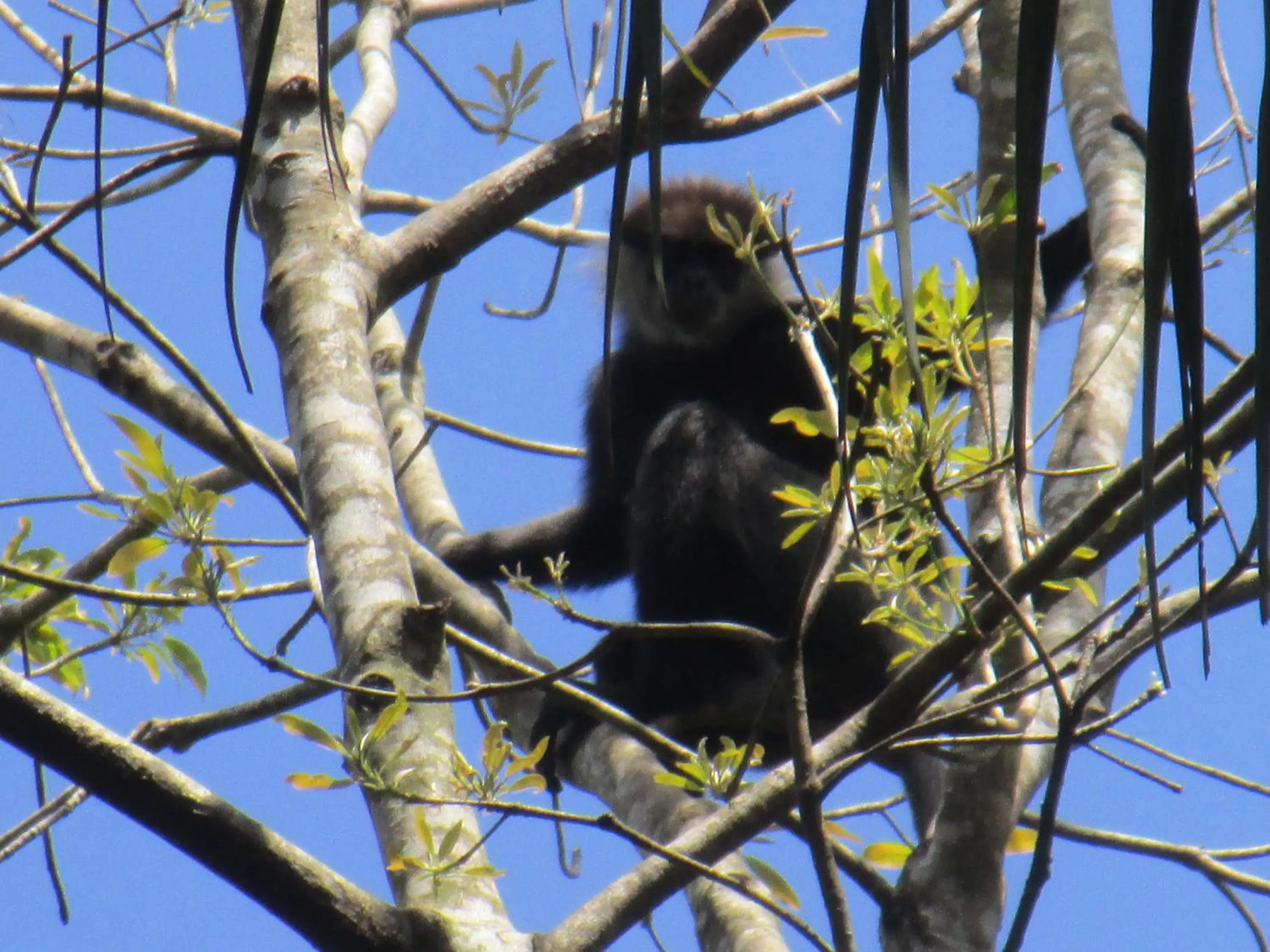 Animals in Green Herbal Ayurvedic Eco-Lodge