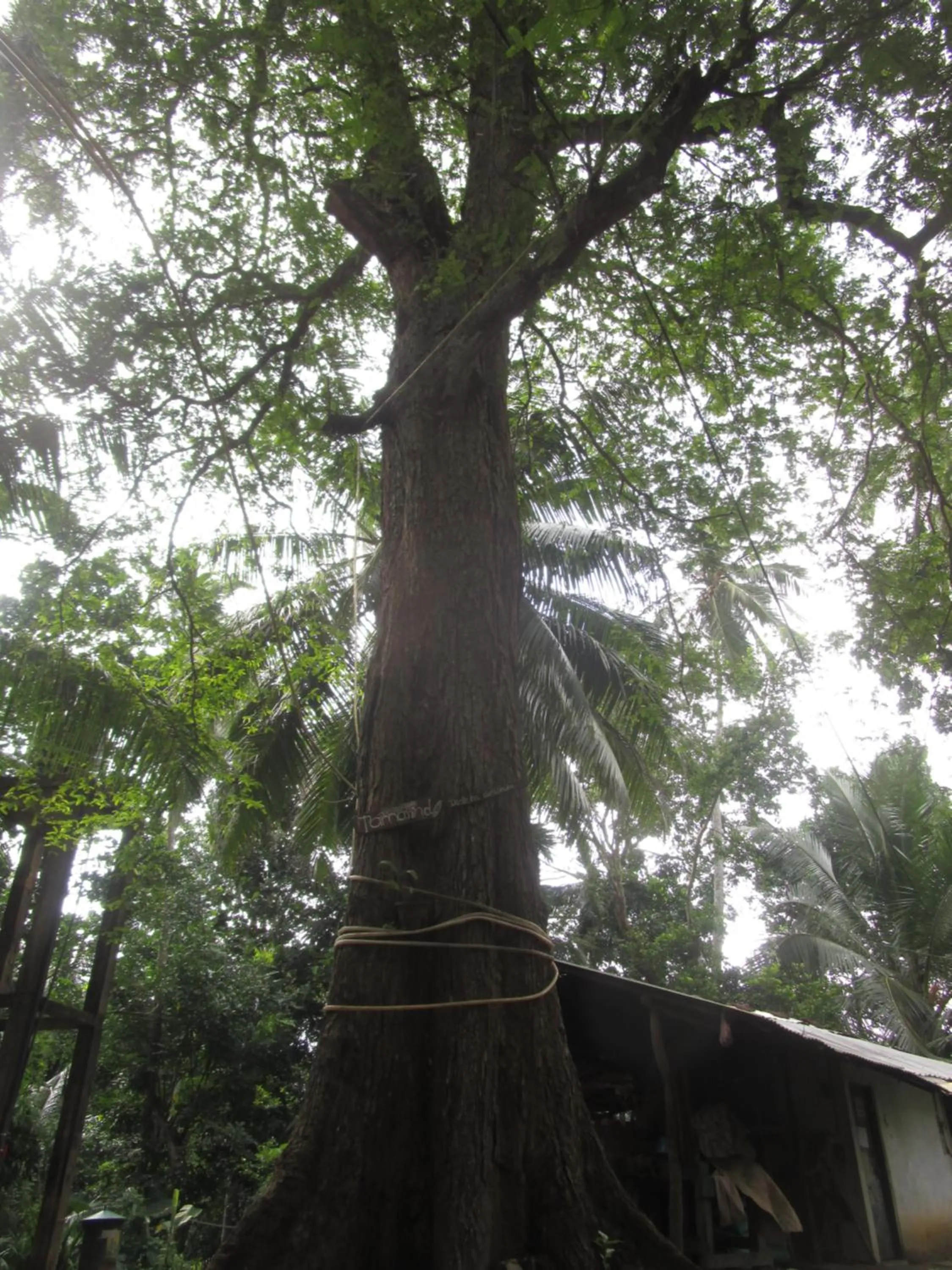 Green Herbal Ayurvedic Eco-Lodge