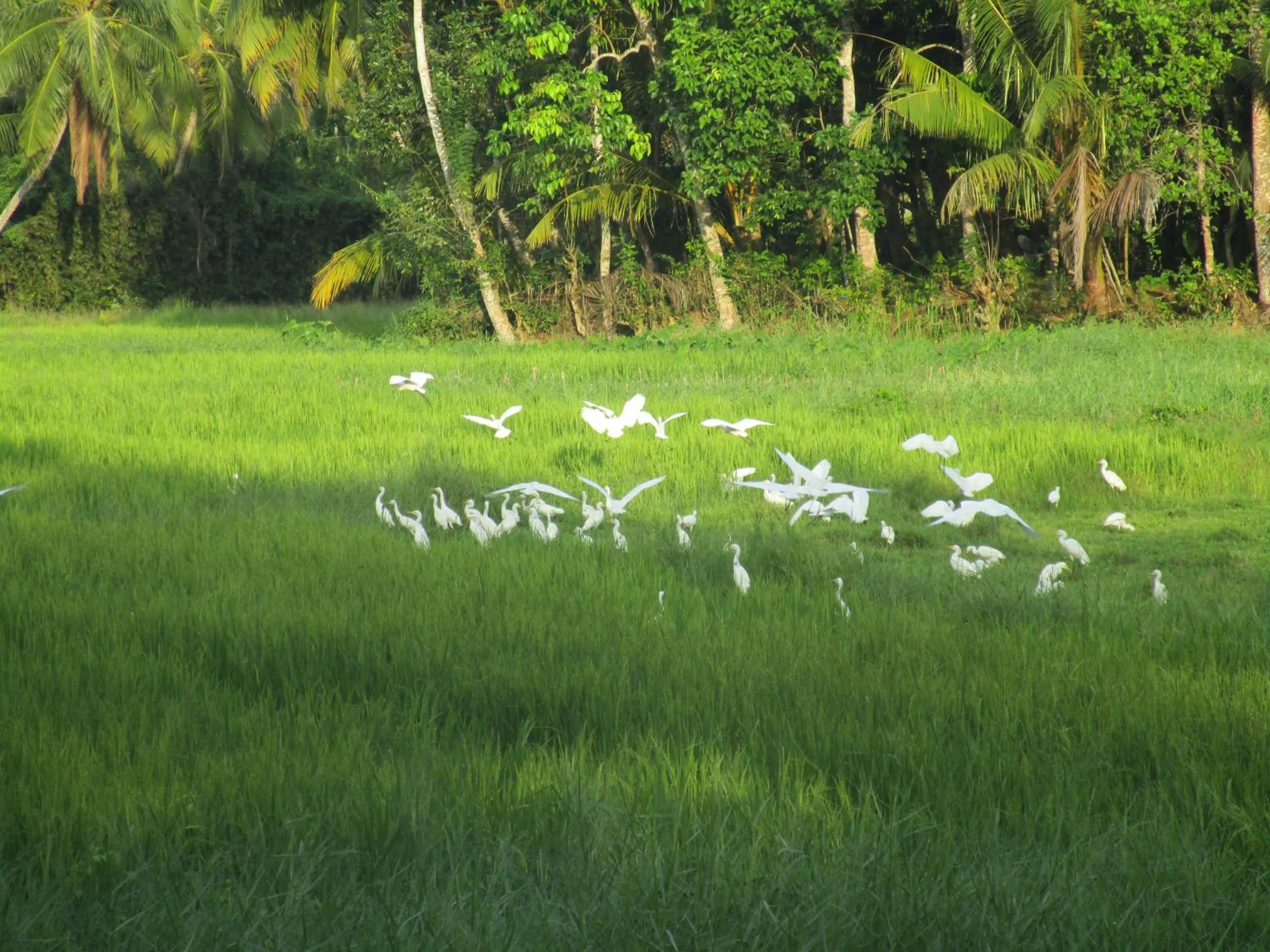 Green Herbal Ayurvedic Eco-Lodge
