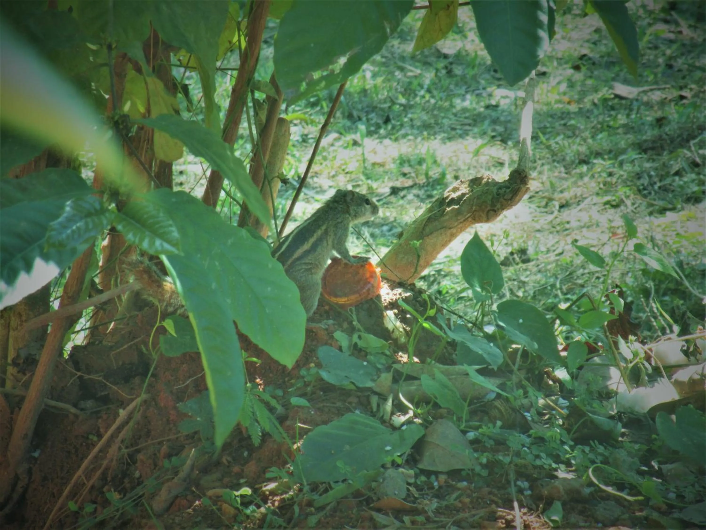 Bird's eye view in Green Herbal Ayurvedic Eco-Lodge