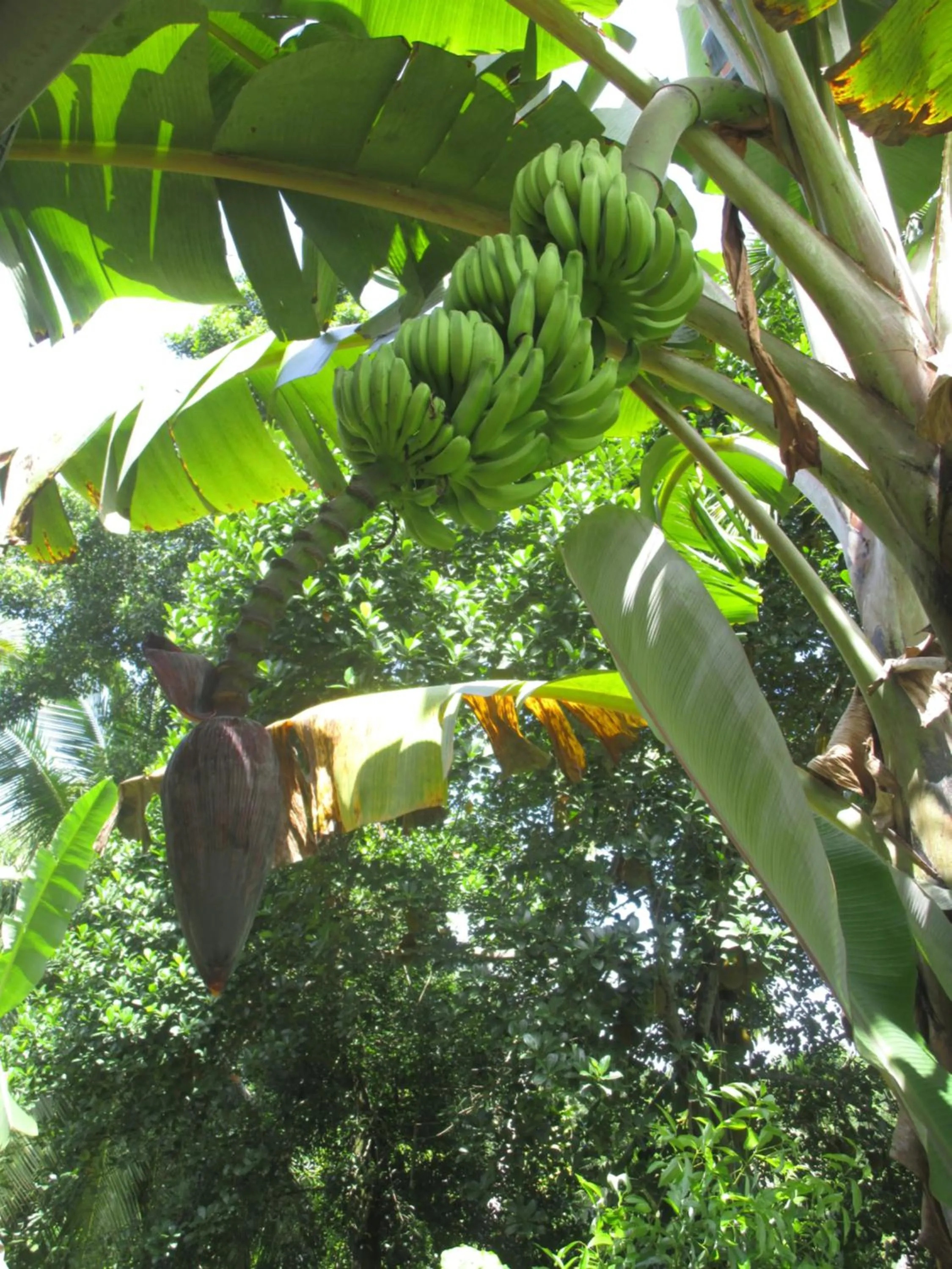 Green Herbal Ayurvedic Eco-Lodge