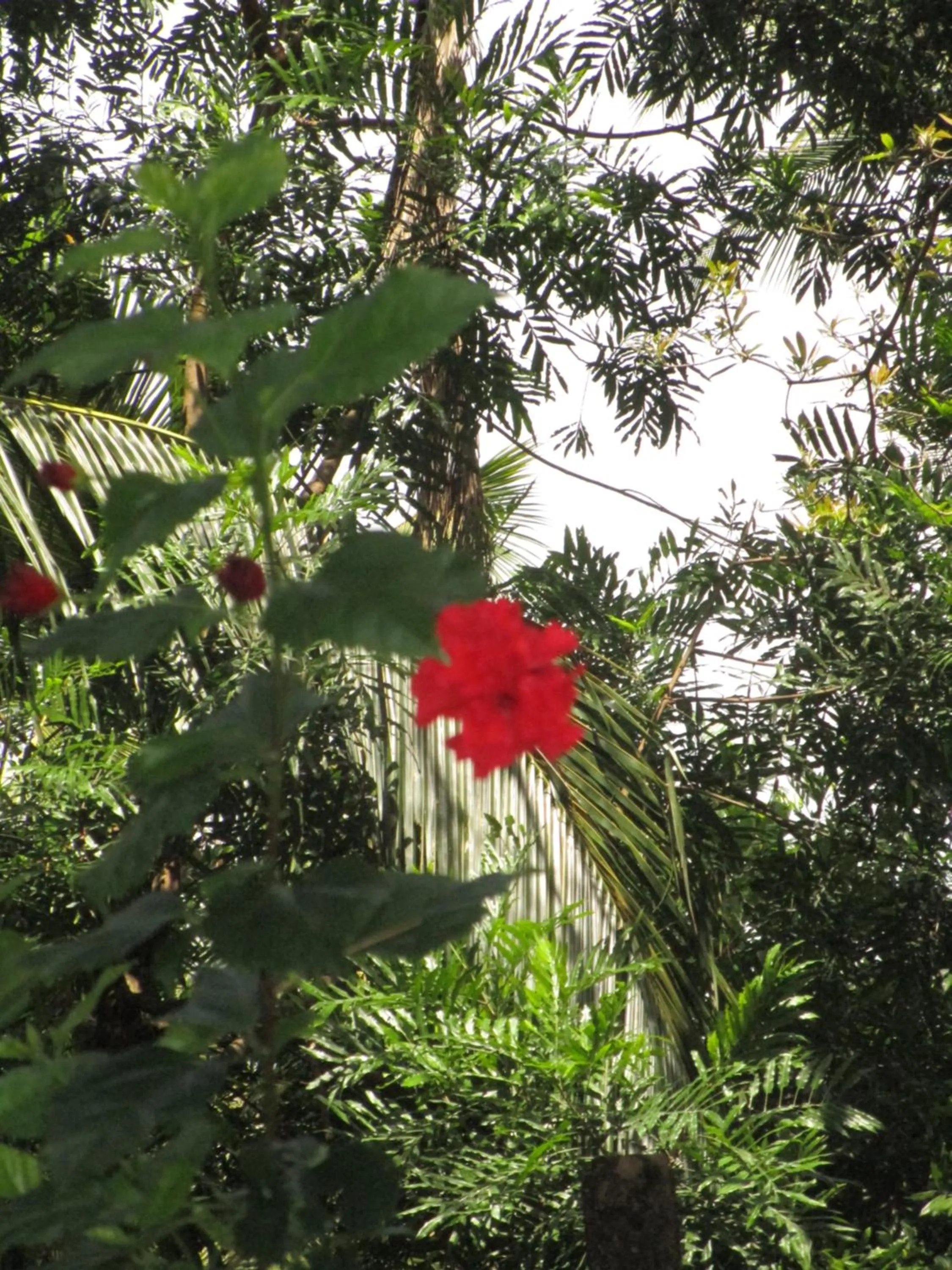 Green Herbal Ayurvedic Eco-Lodge