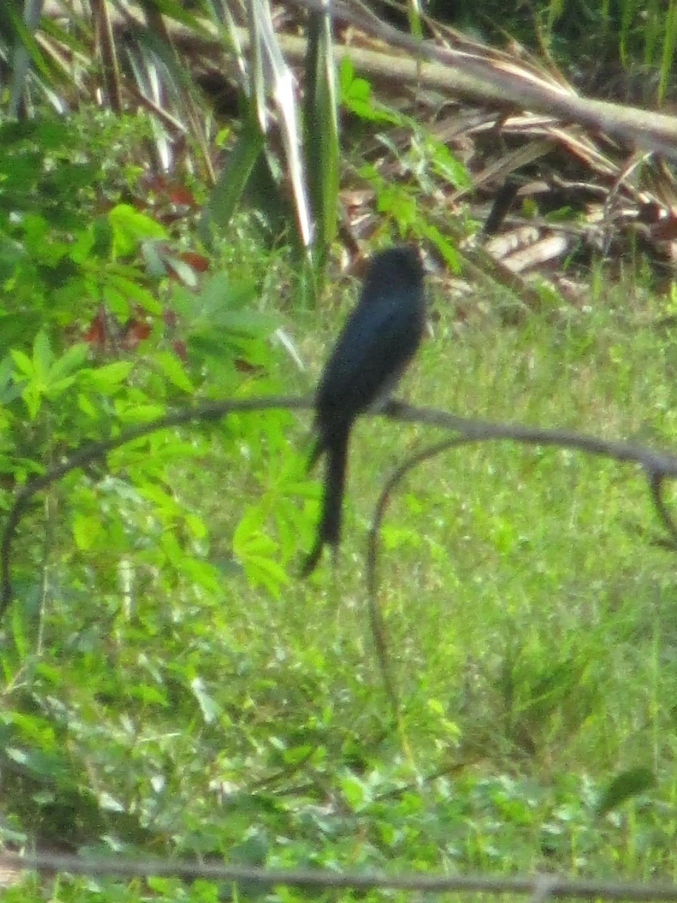 Green Herbal Ayurvedic Eco-Lodge