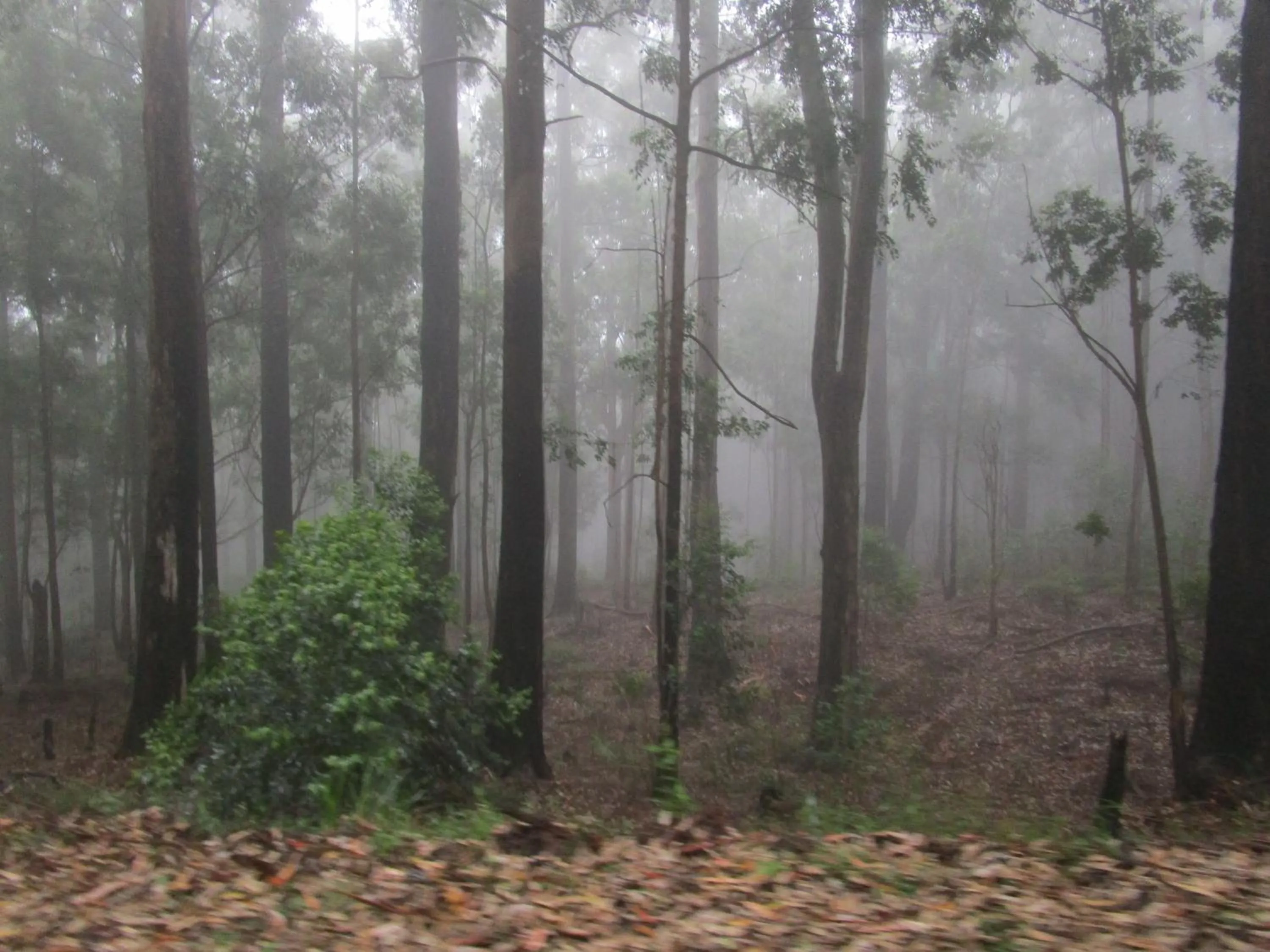 Green Herbal Ayurvedic Eco-Lodge