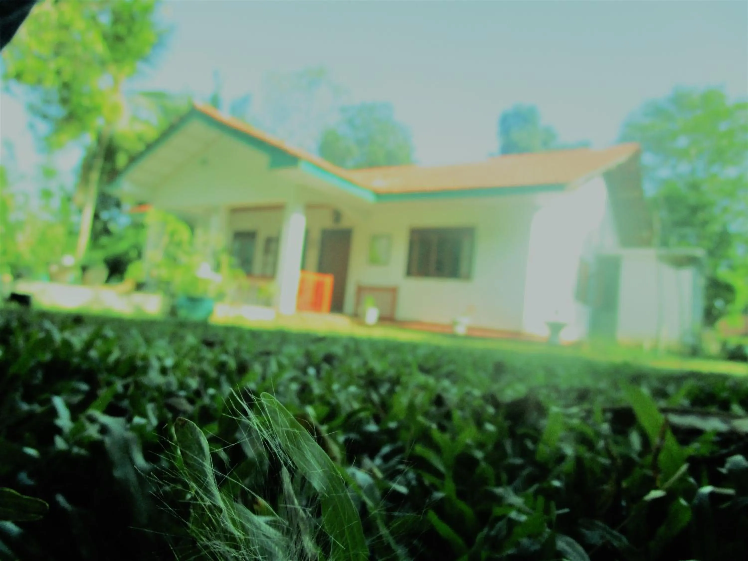 Bird's eye view in Green Herbal Ayurvedic Eco-Lodge