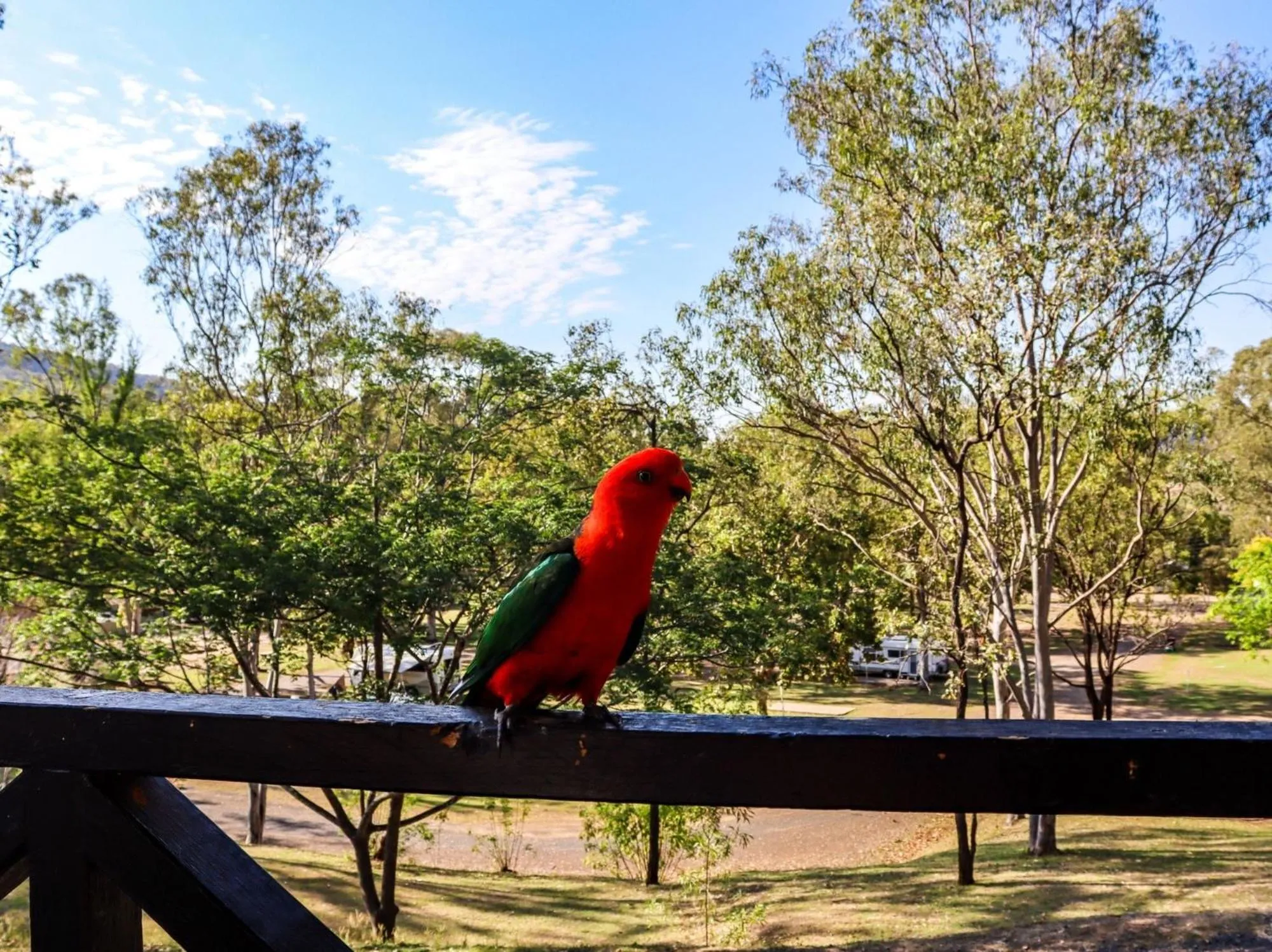 Animals in BIG4 Cania Gorge Holiday Park