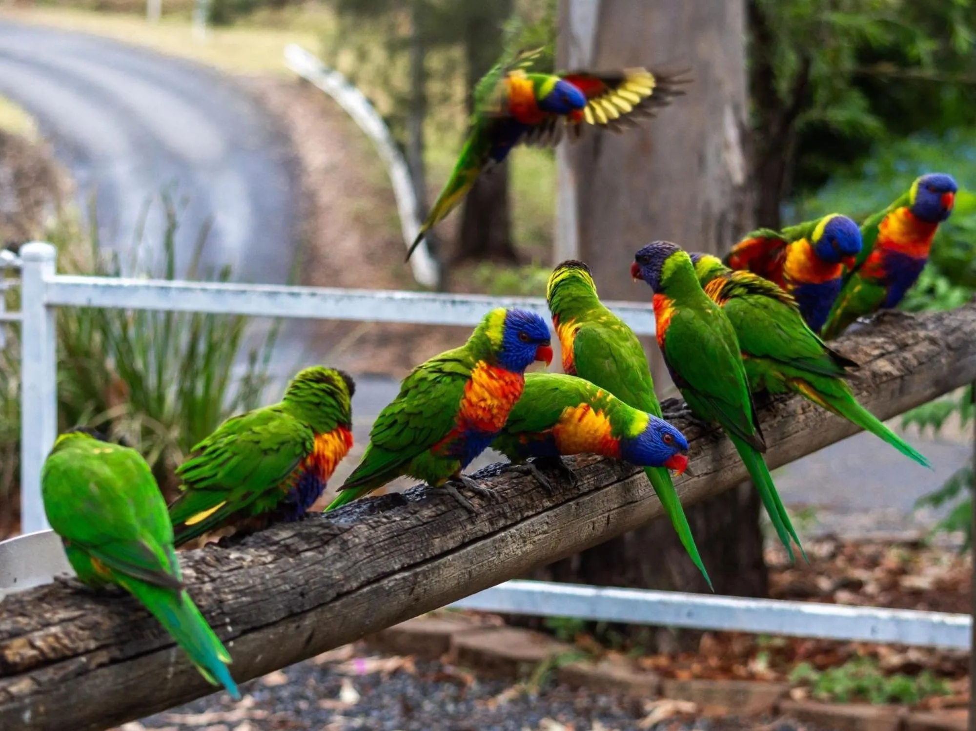 Animals in BIG4 Cania Gorge Holiday Park