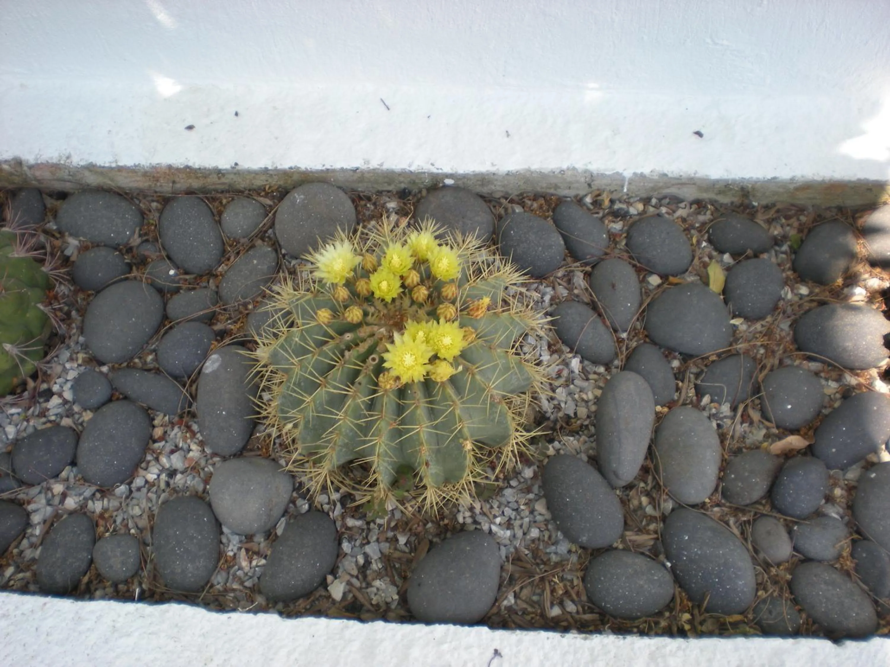Decorative detail in Manolis' House