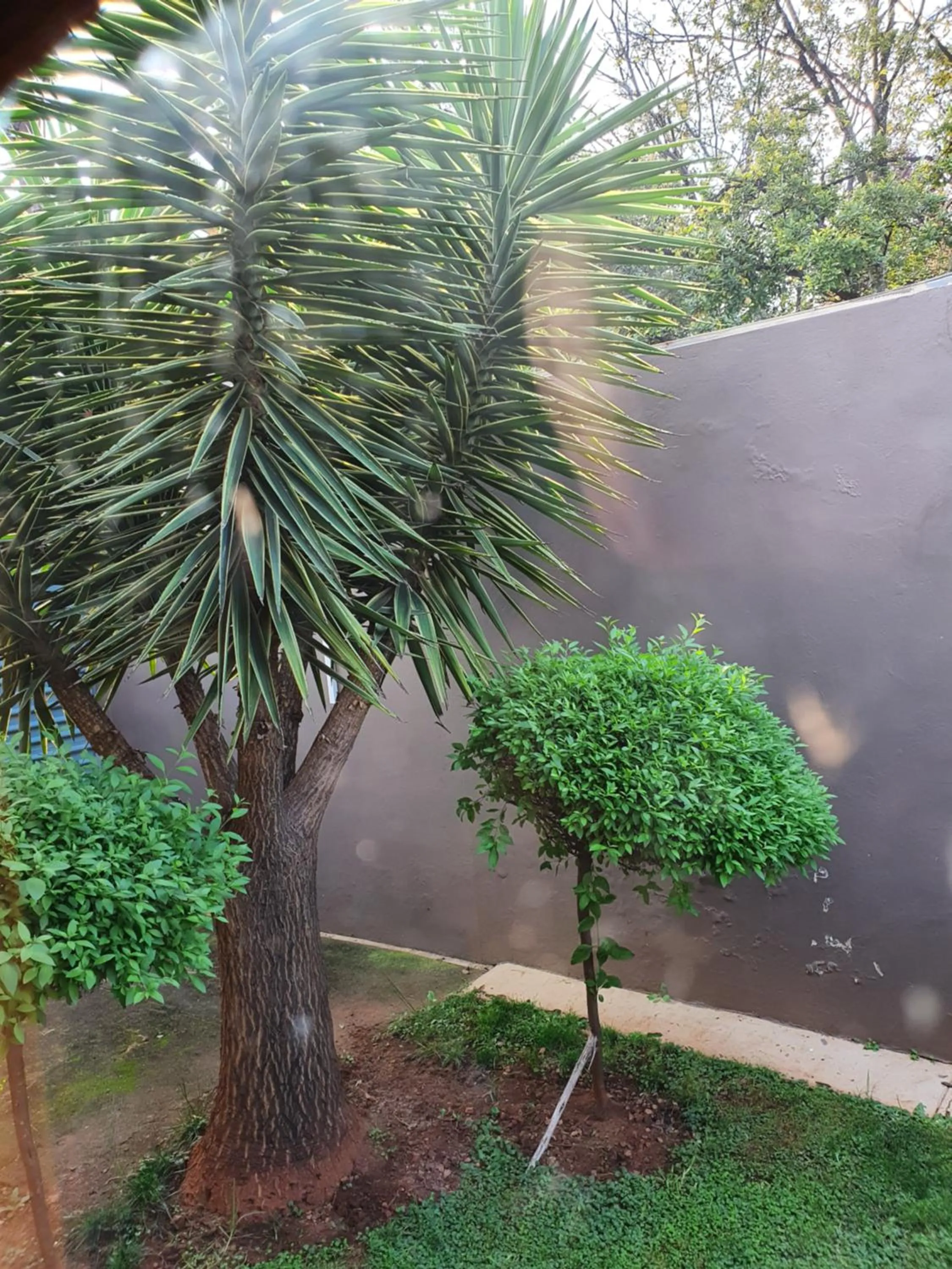 Garden in 7th Street Guesthouse