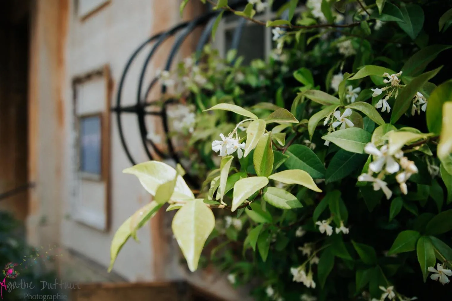 Garden in Hôtel particulier des Jasmins