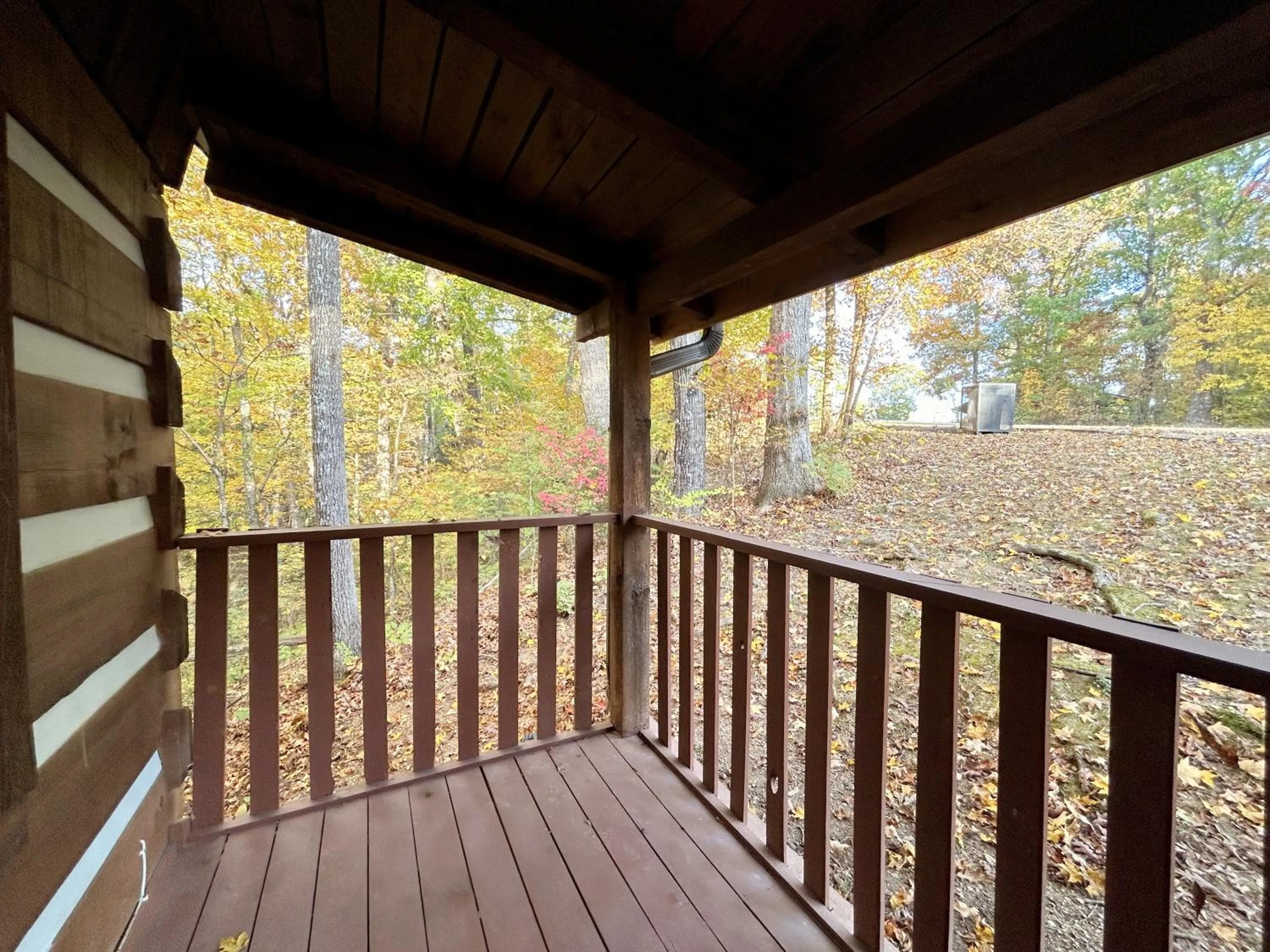 Day in Emerald Woods