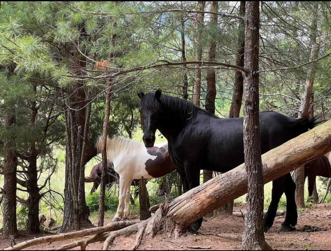 Horse-riding in Emerald Woods