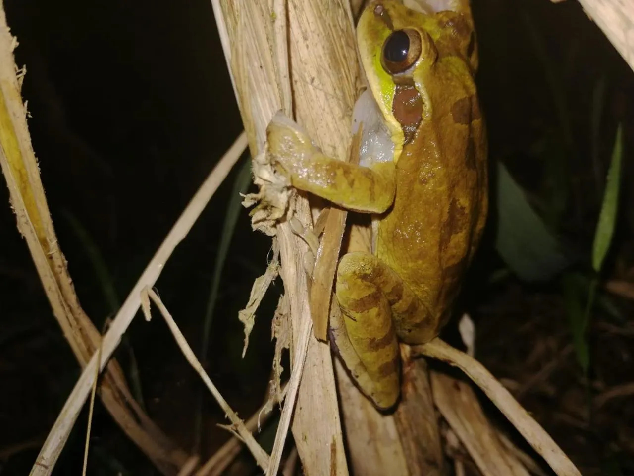 Animals in The Sunset Tucano Lodge
