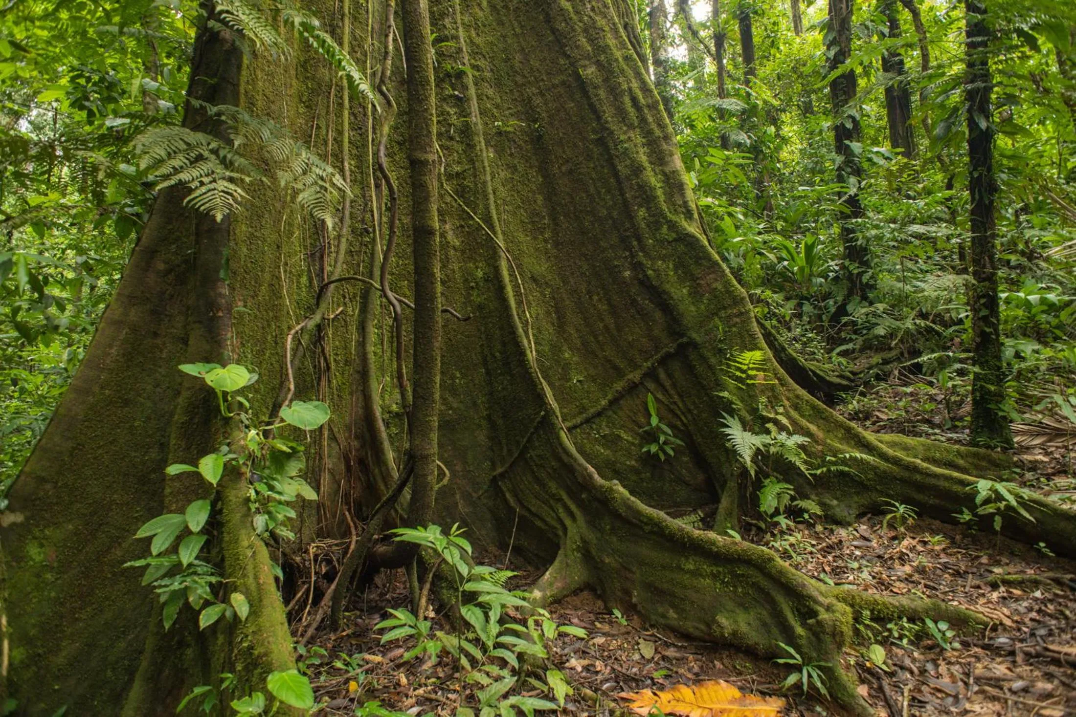 Natural landscape in The Sunset Tucano Lodge