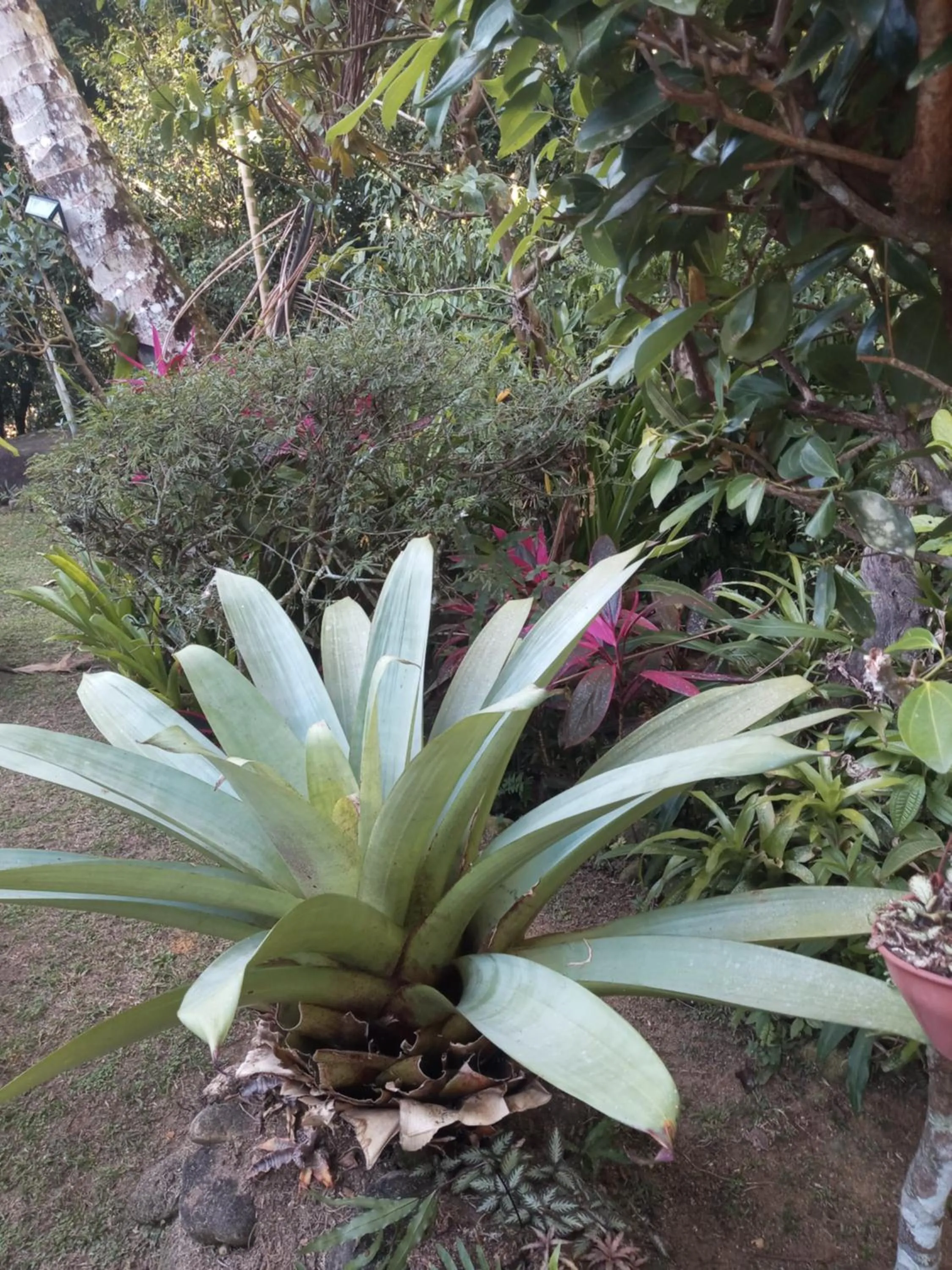 Garden in Pousada Cachoeira