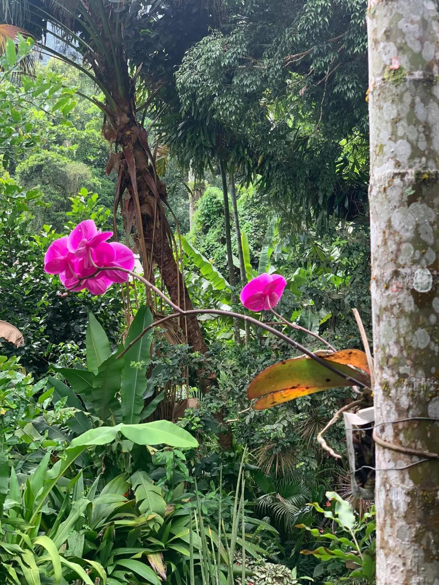 Garden view in Pousada Cachoeira