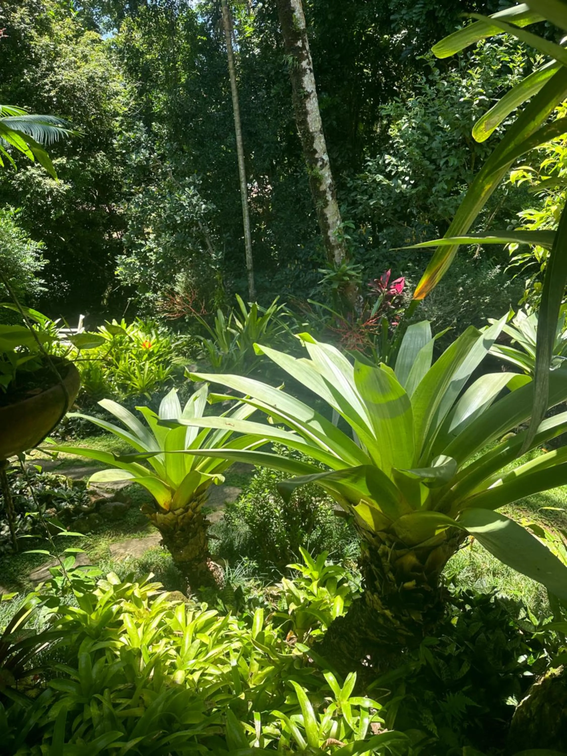 Garden in Pousada Cachoeira