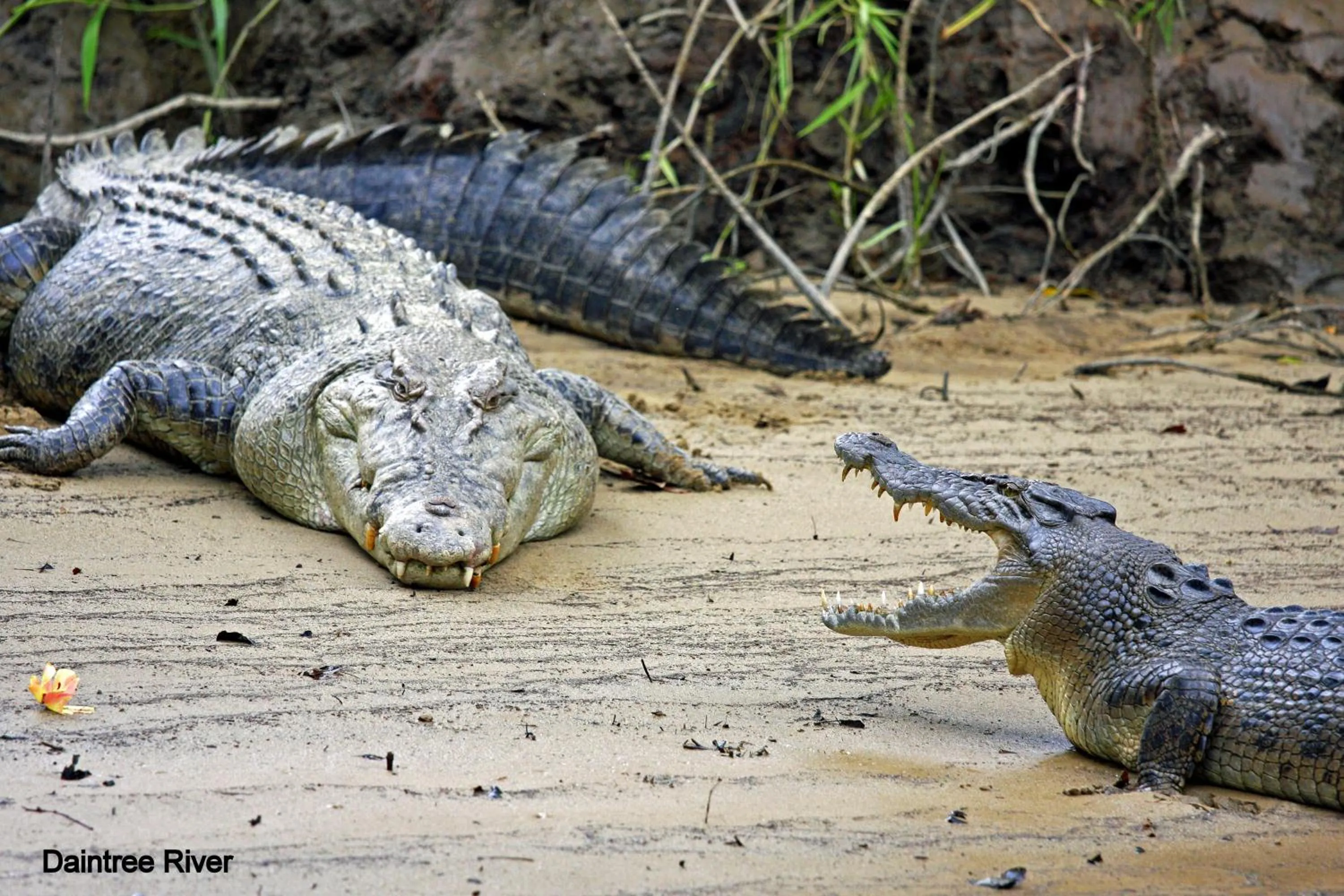 Natural landscape in Daintree Riverview Lodges