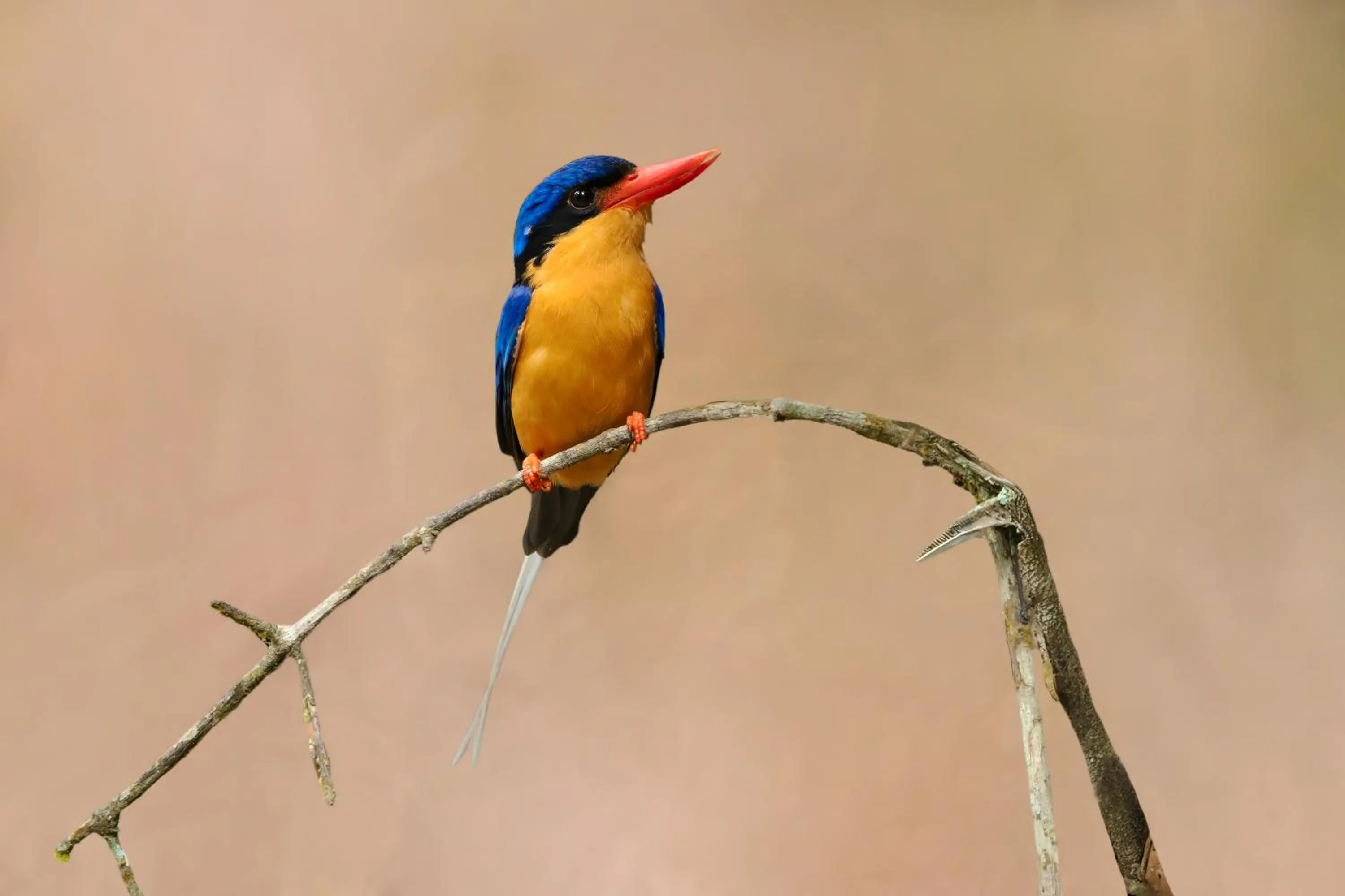 Daintree Riverview Lodges