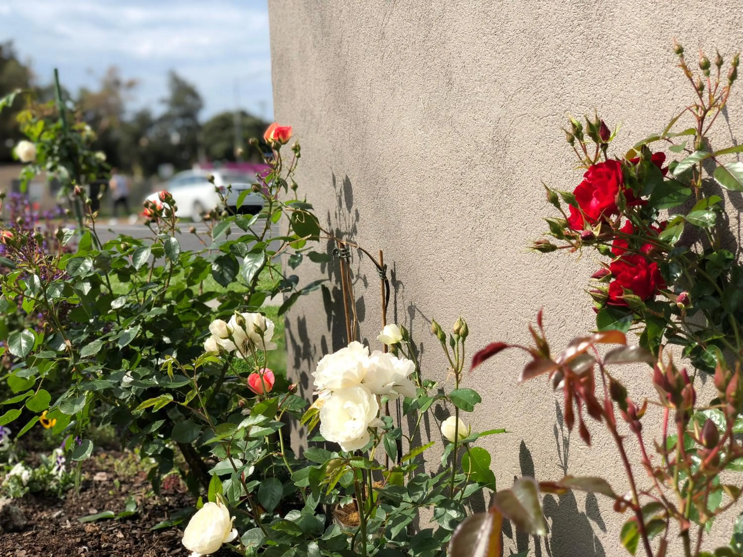 Garden view in Elm Tree Motel