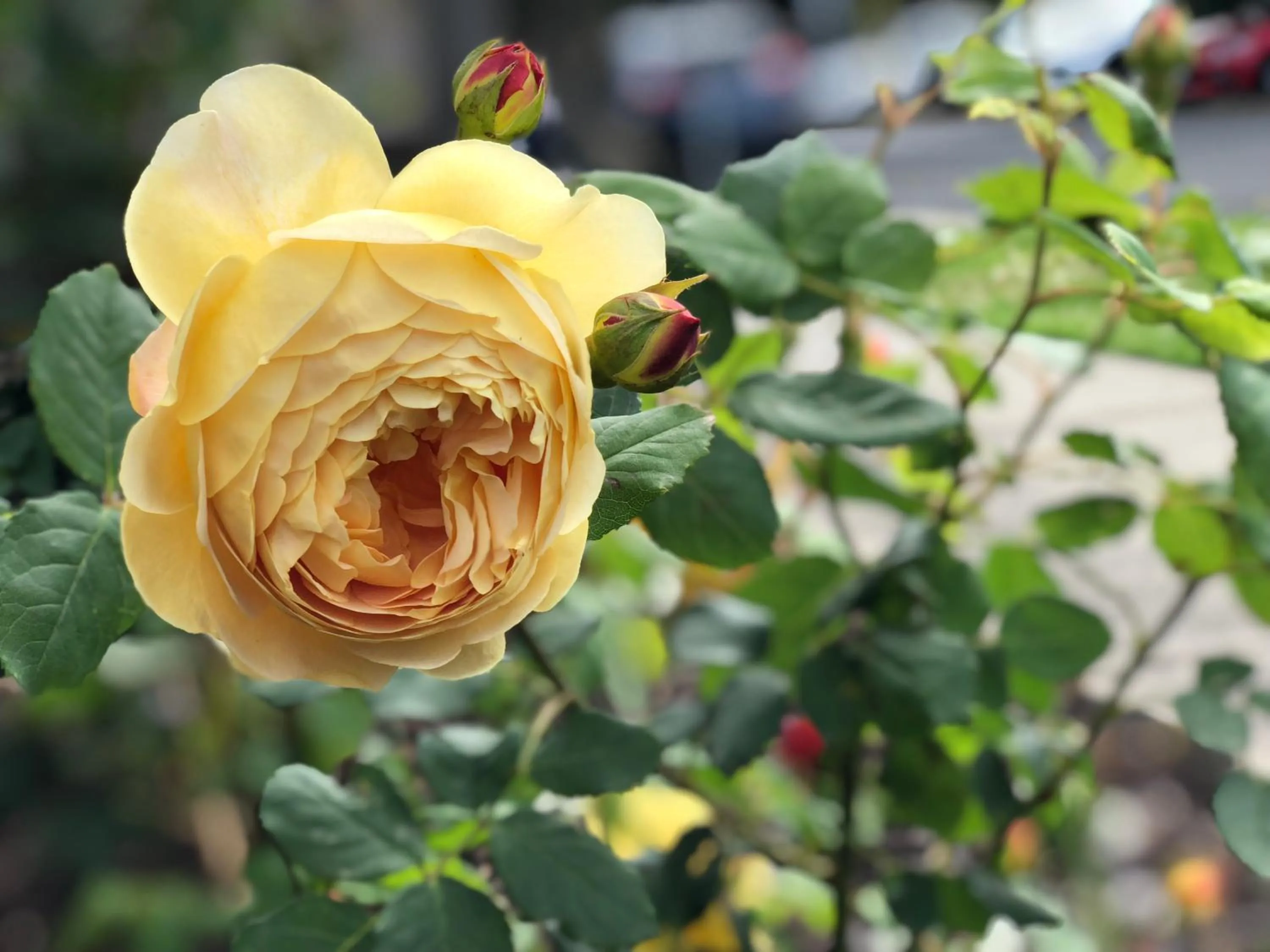 On site in Elm Tree Motel