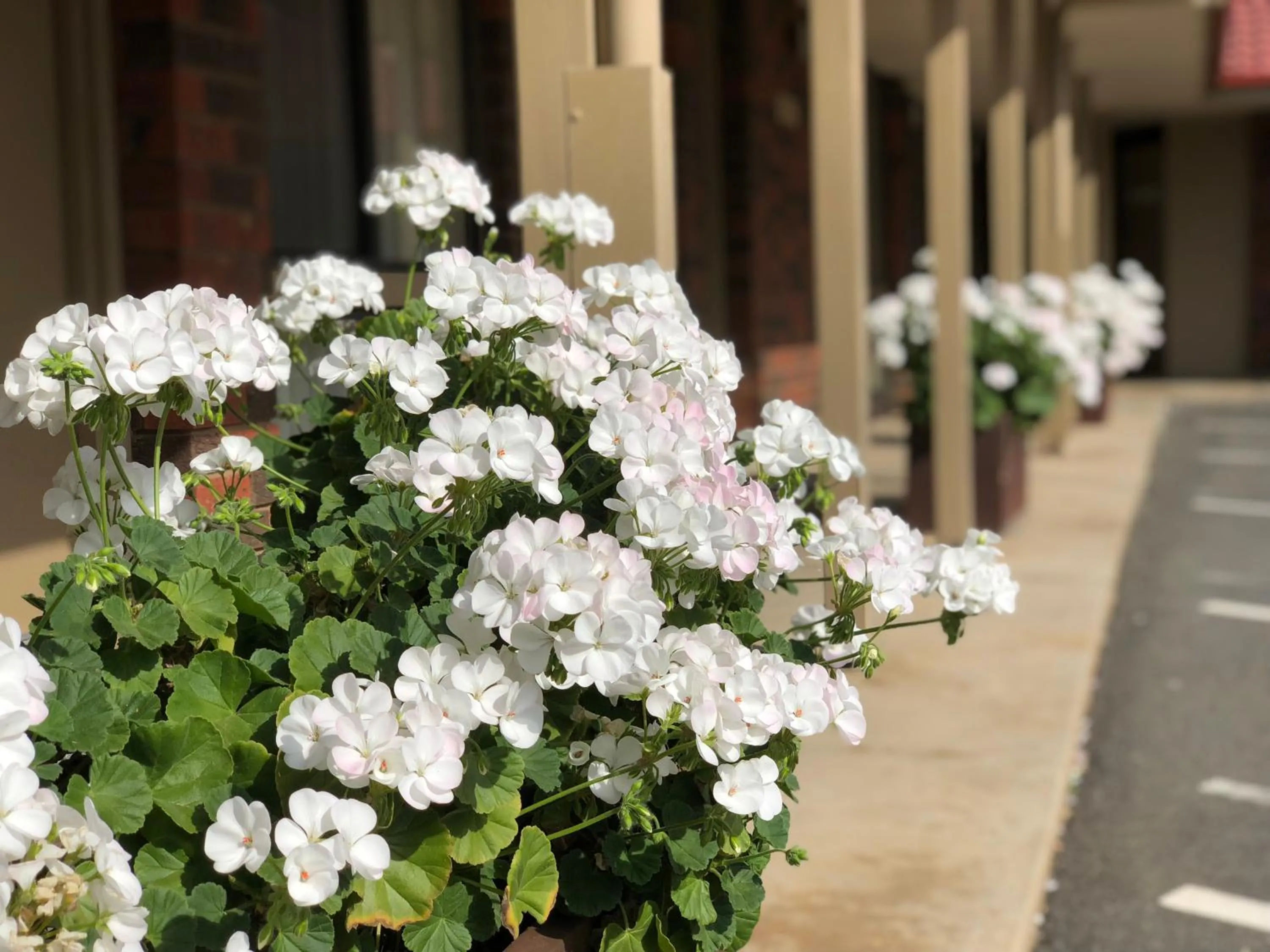 Garden view in Elm Tree Motel