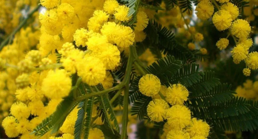 Garden in La Colombe