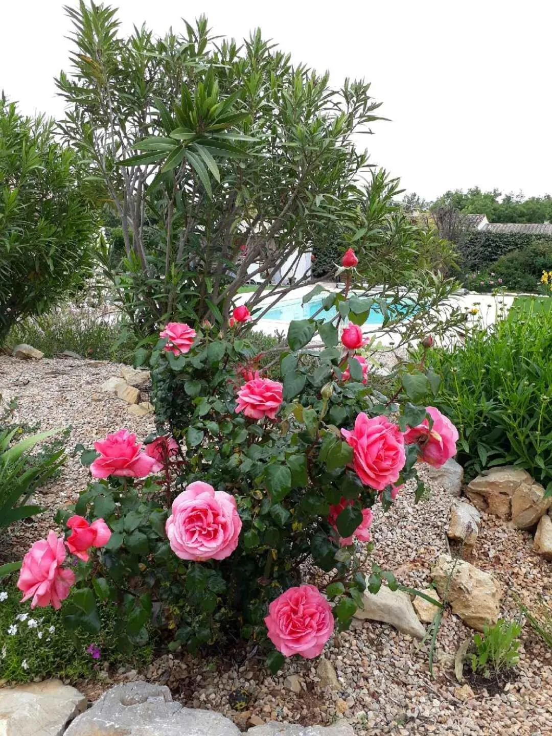 Garden view in La Colombe