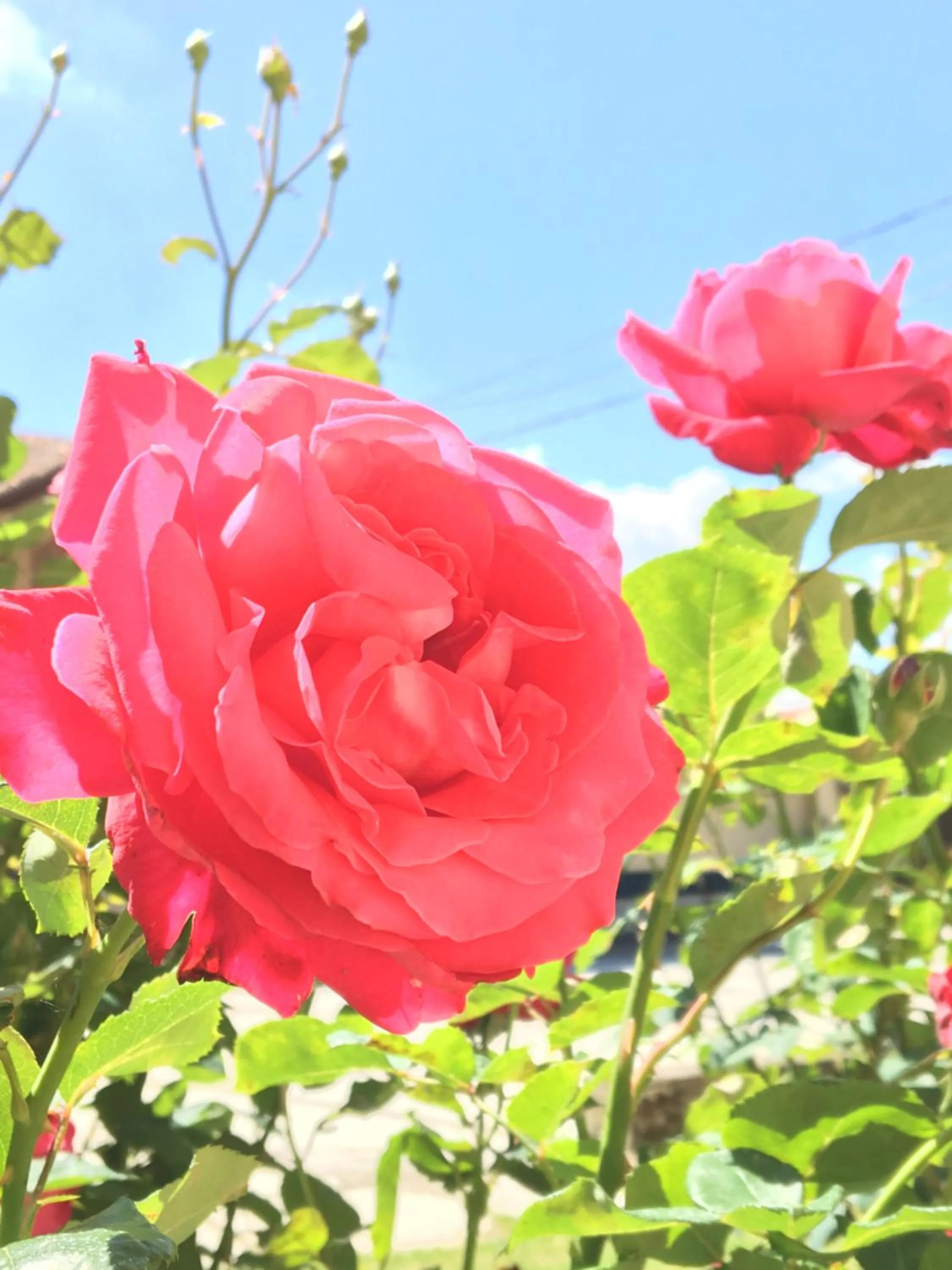 Garden view in Tenuta San Rocco