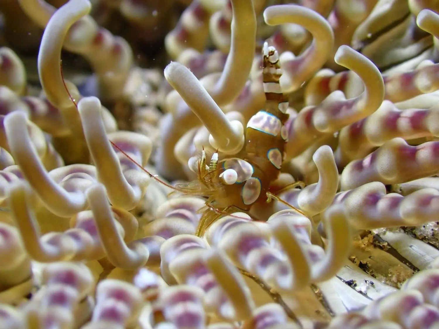 AivyMaes Divers Resort