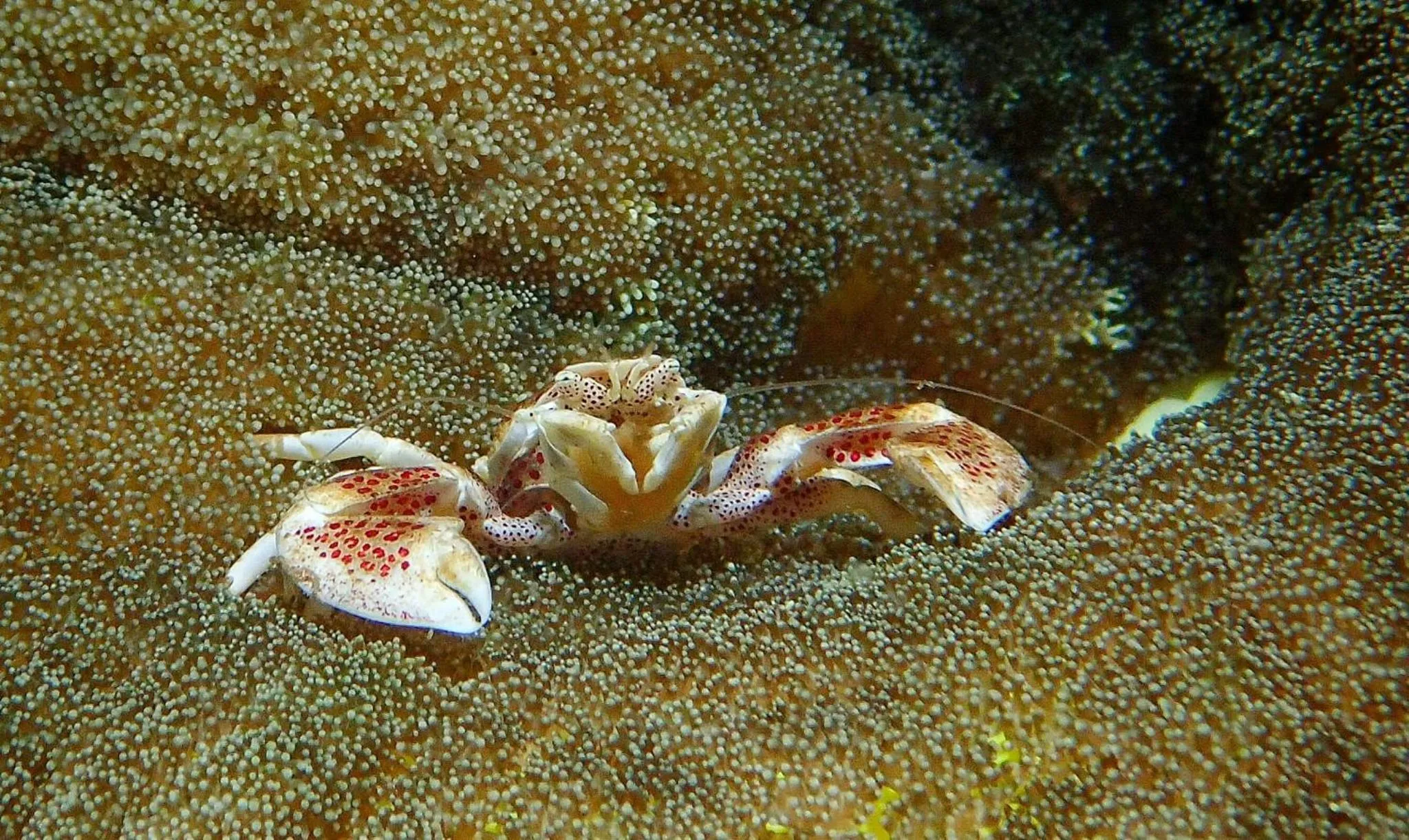 AivyMaes Divers Resort