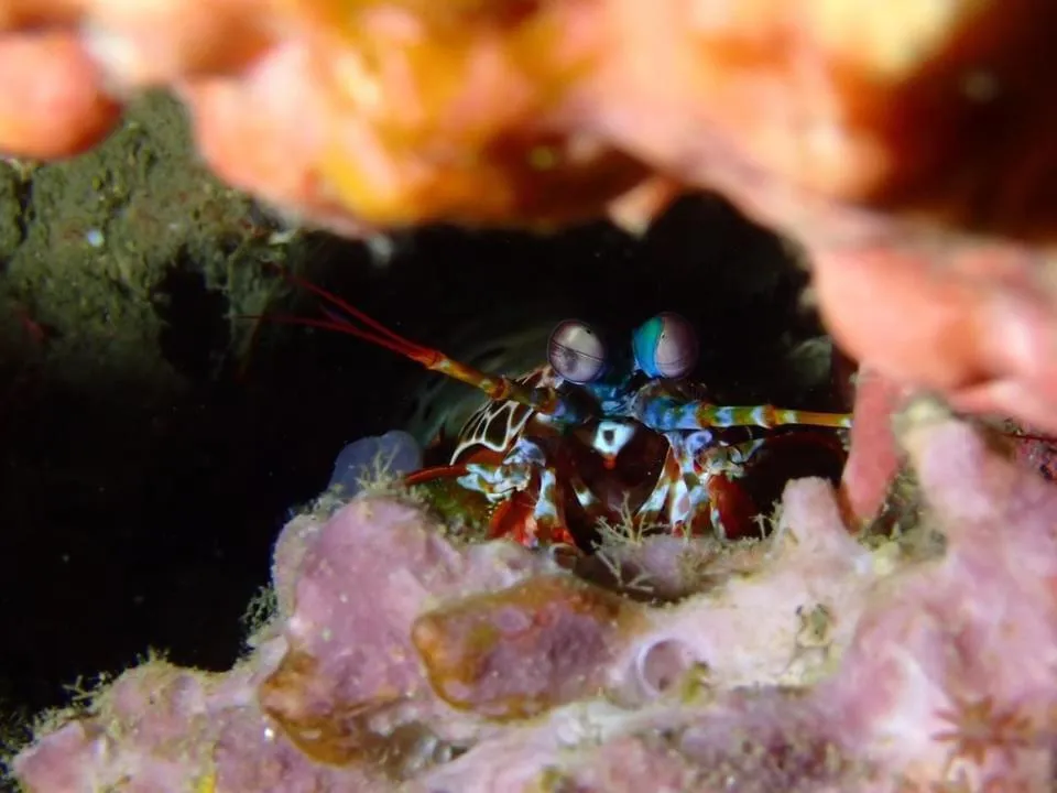 AivyMaes Divers Resort