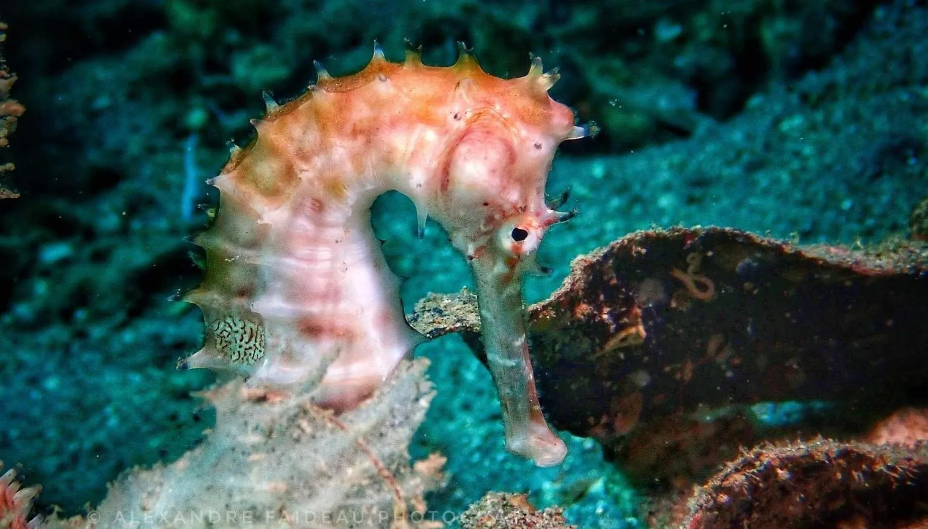 Diving in AivyMaes Divers Resort