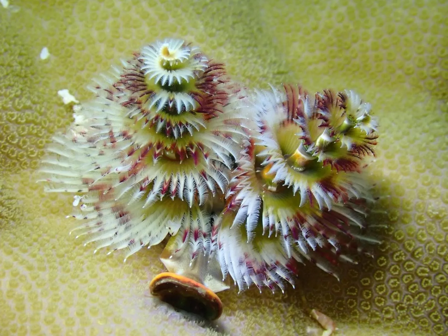 AivyMaes Divers Resort