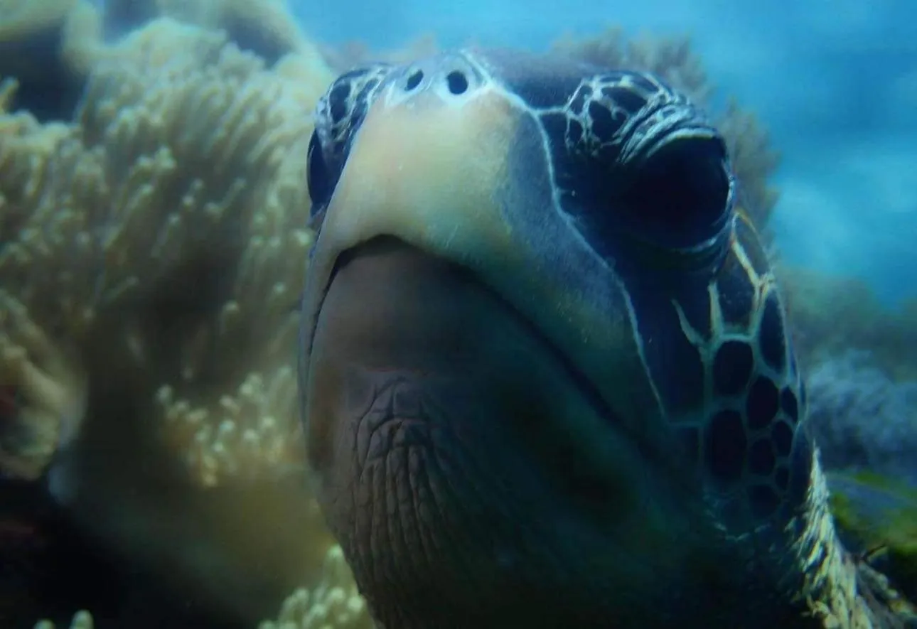 AivyMaes Divers Resort