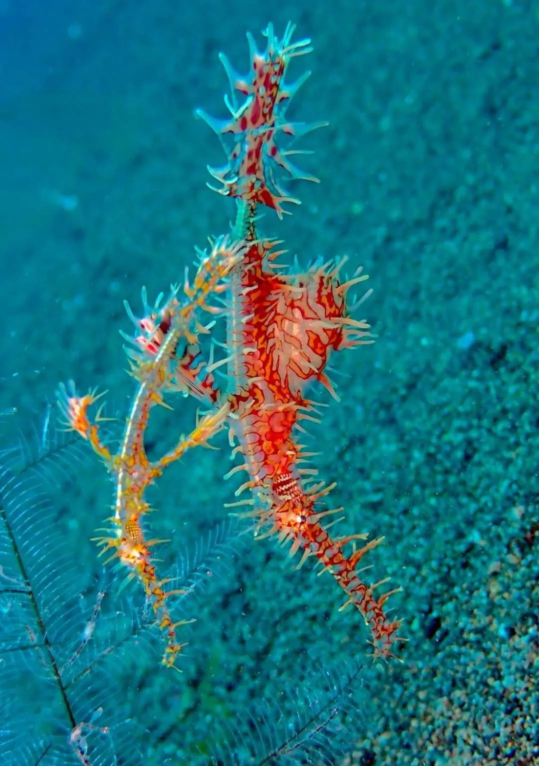 AivyMaes Divers Resort