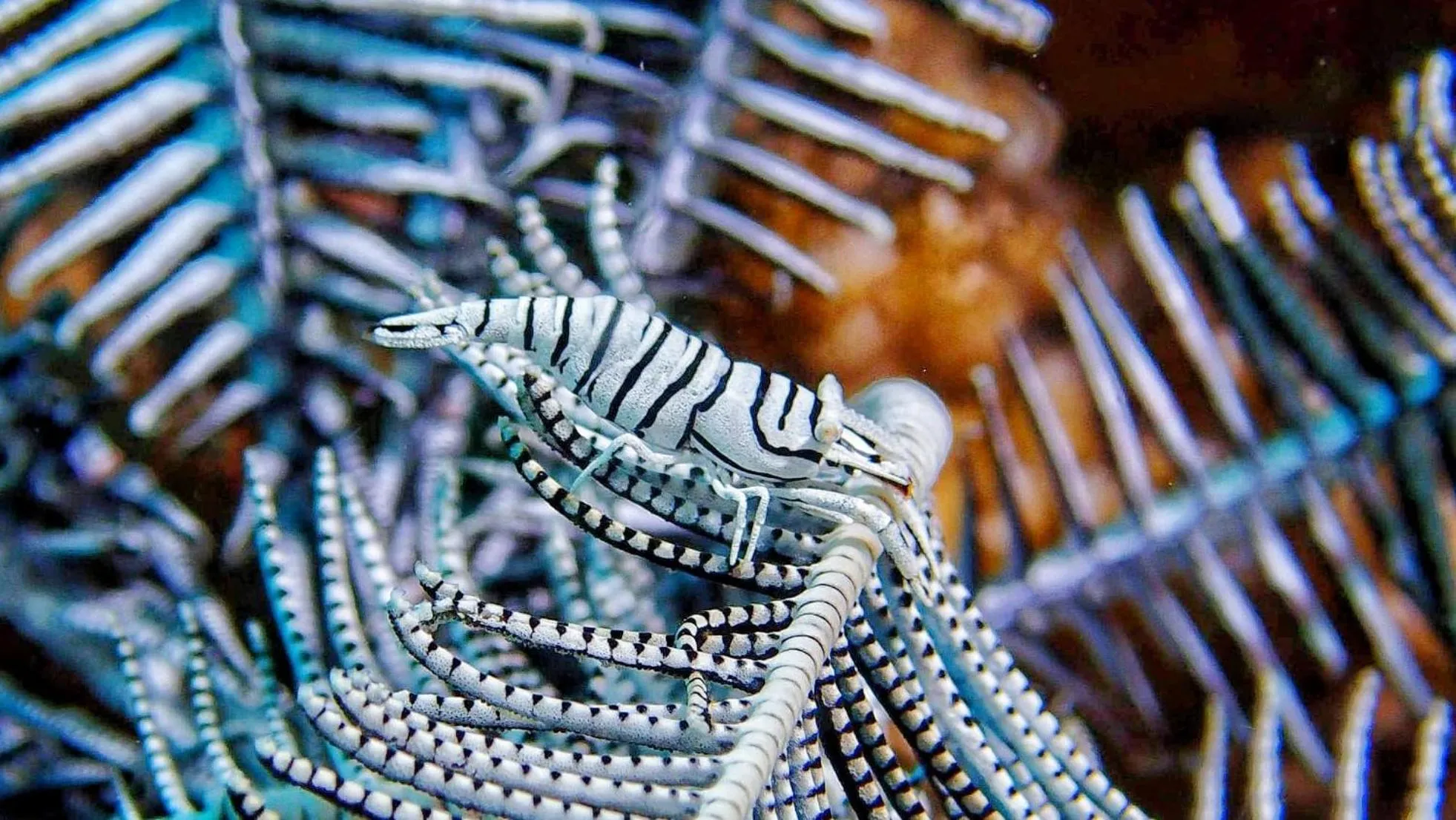 AivyMaes Divers Resort