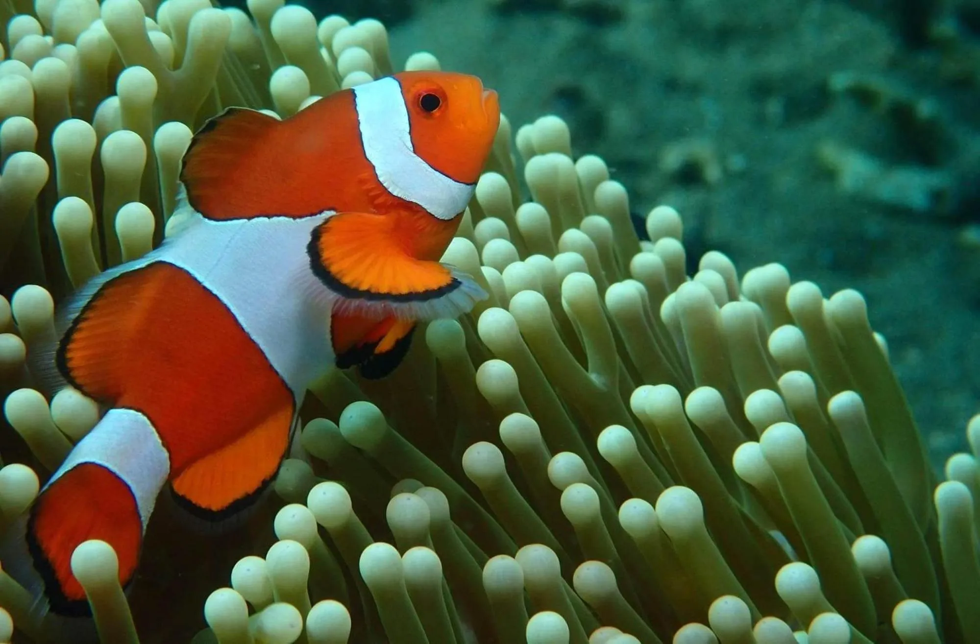 AivyMaes Divers Resort