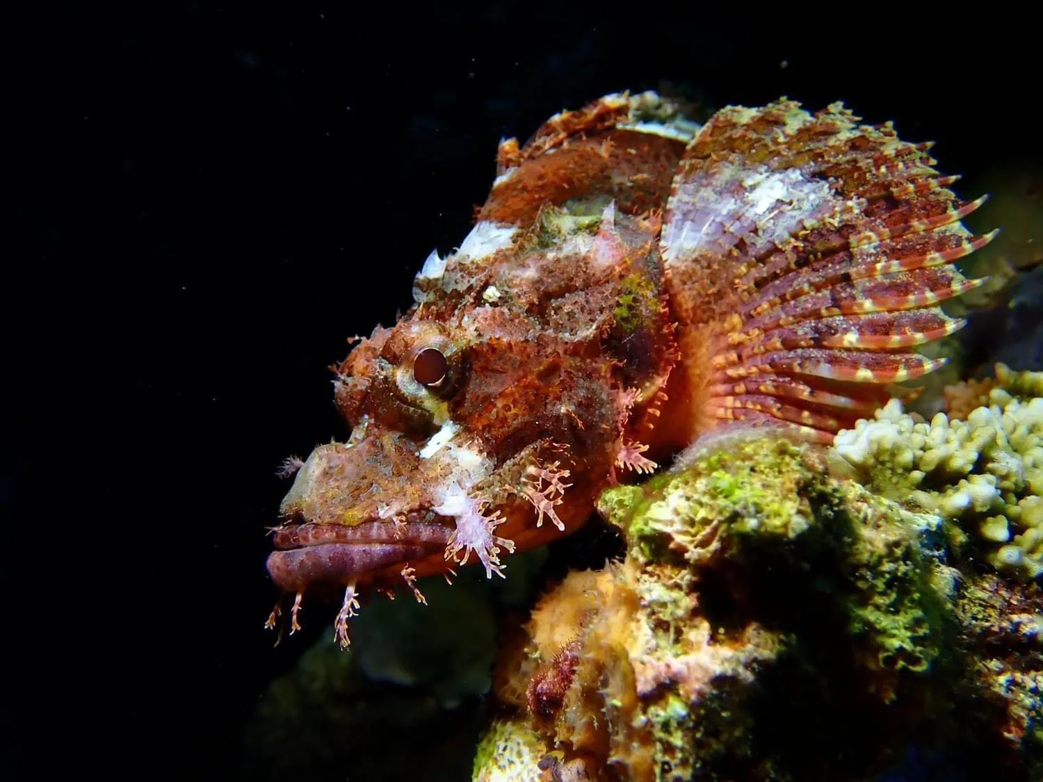 AivyMaes Divers Resort