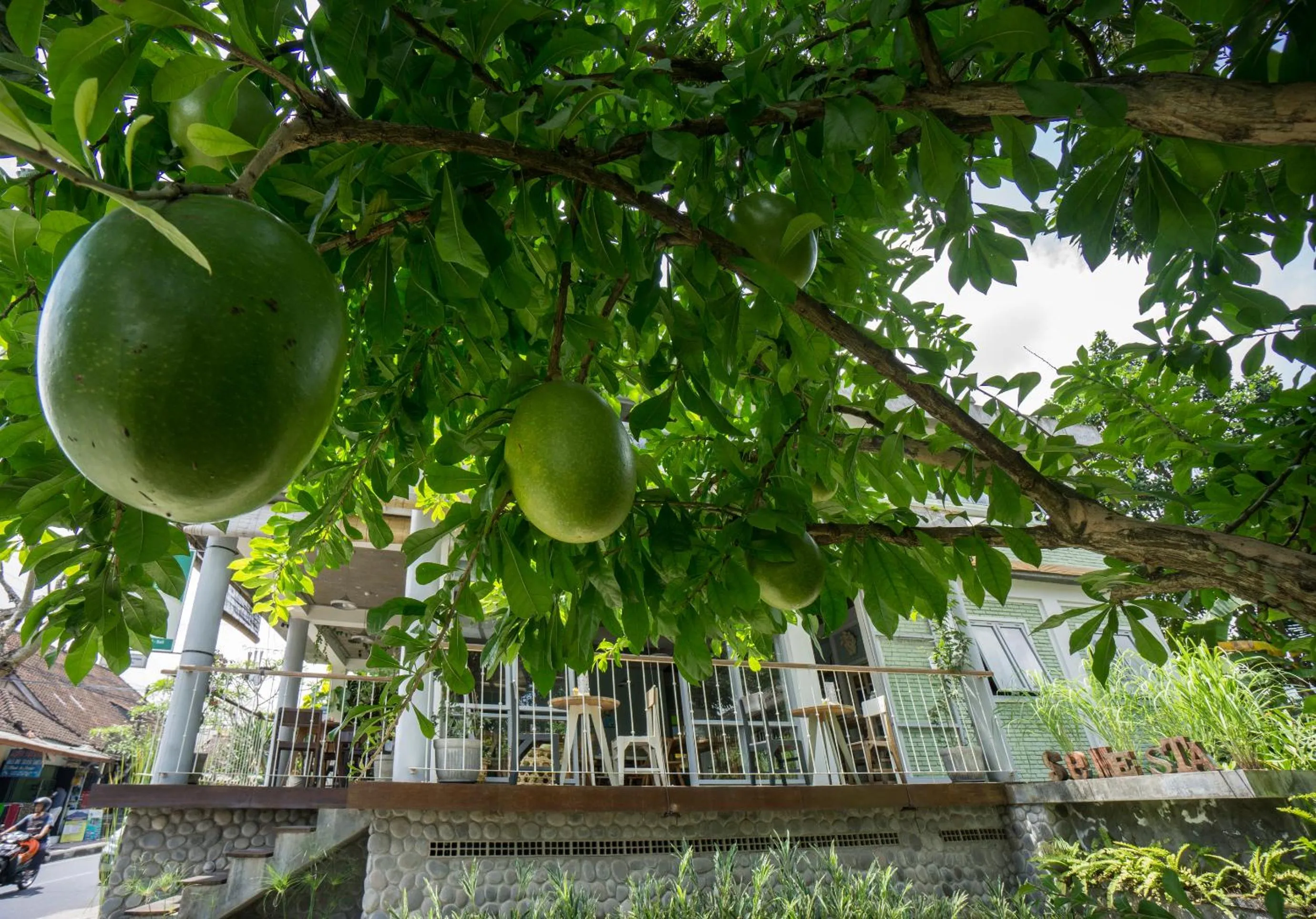 Restaurant/places to eat in Tegal Sari Accommodation Ubud