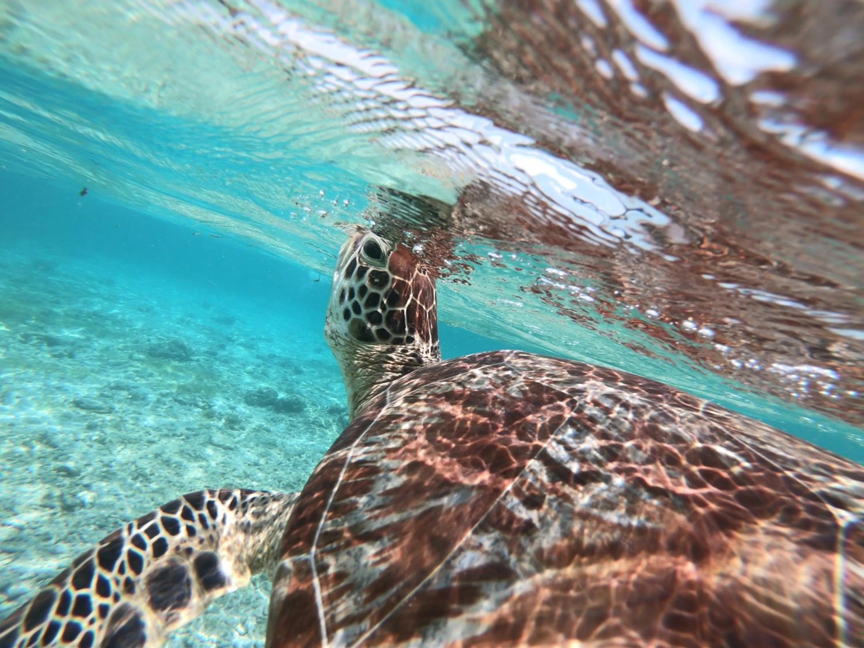 Activities in Havana Hideaway